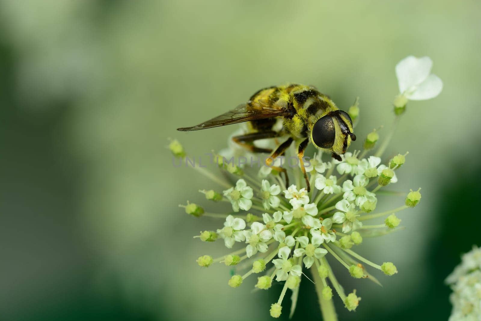 Hoverfly
