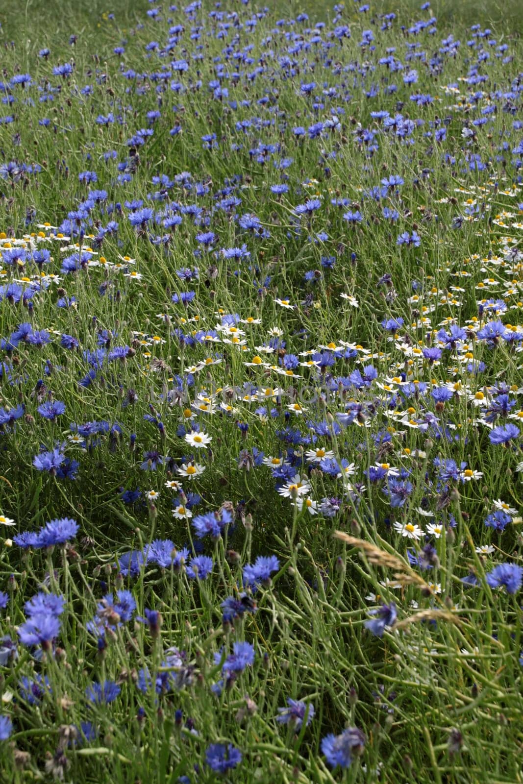 Cornflowers in a grain field