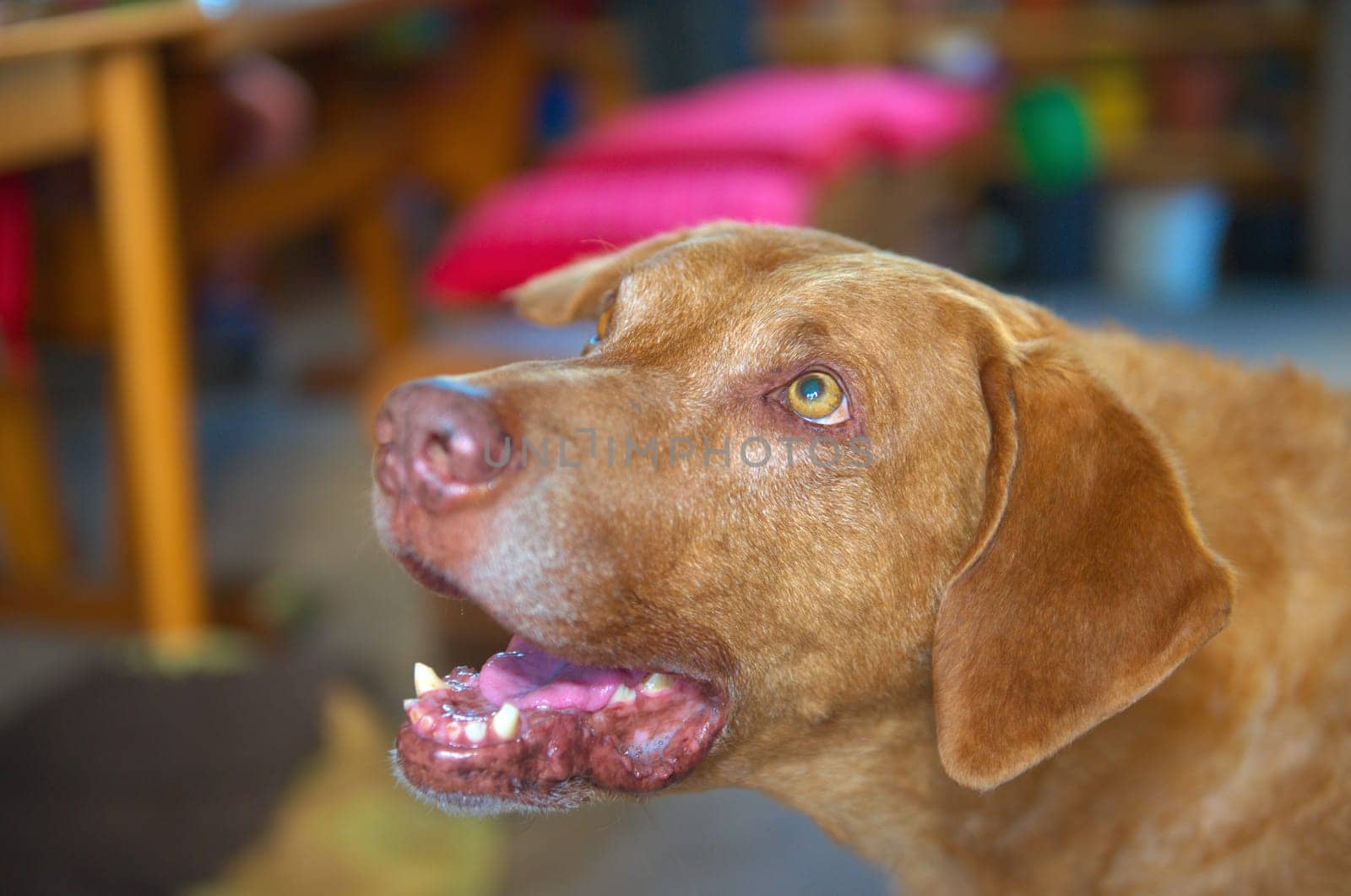 Chesapeake Bay Retriever