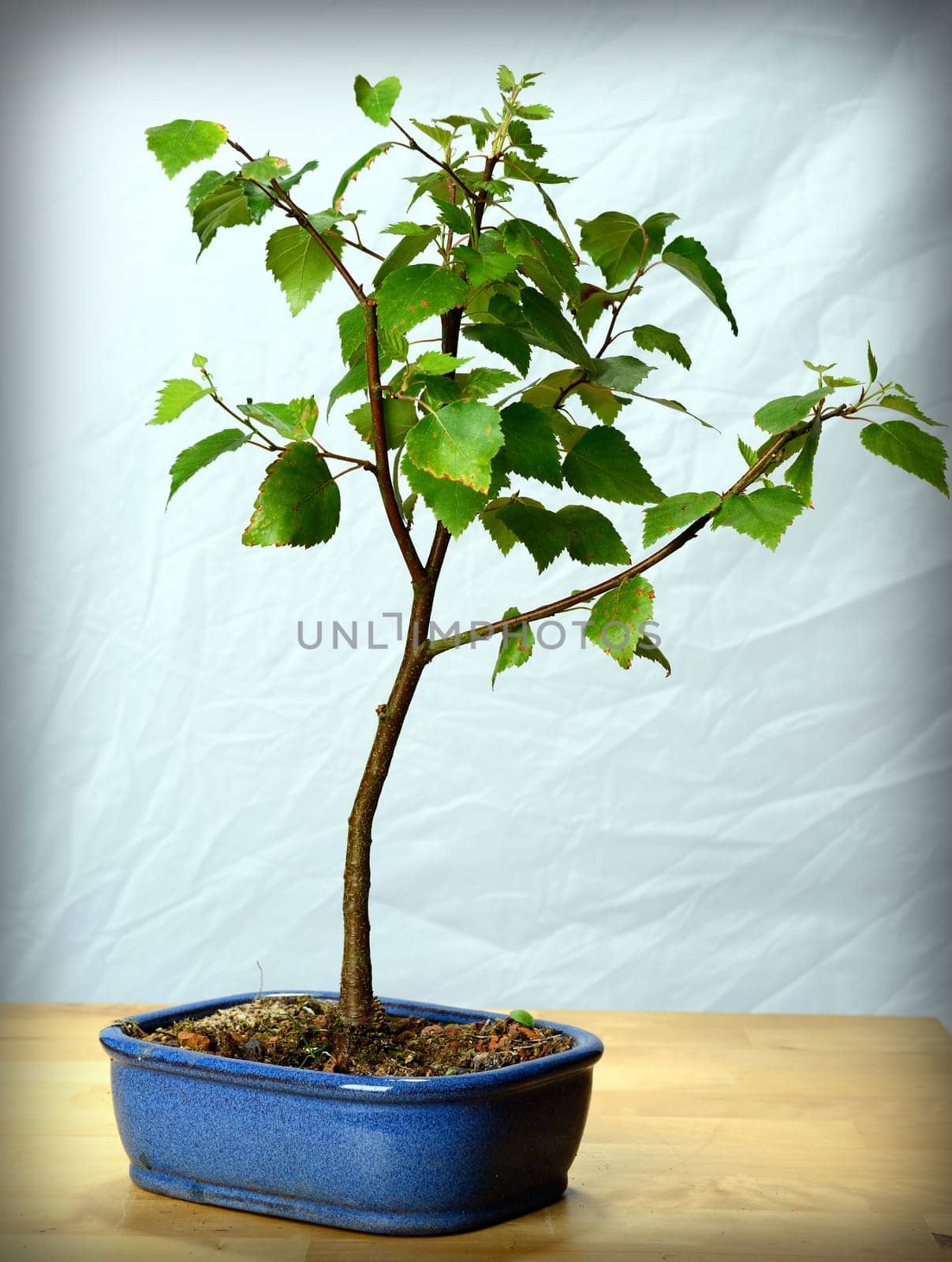 young bonsai- birch,birch