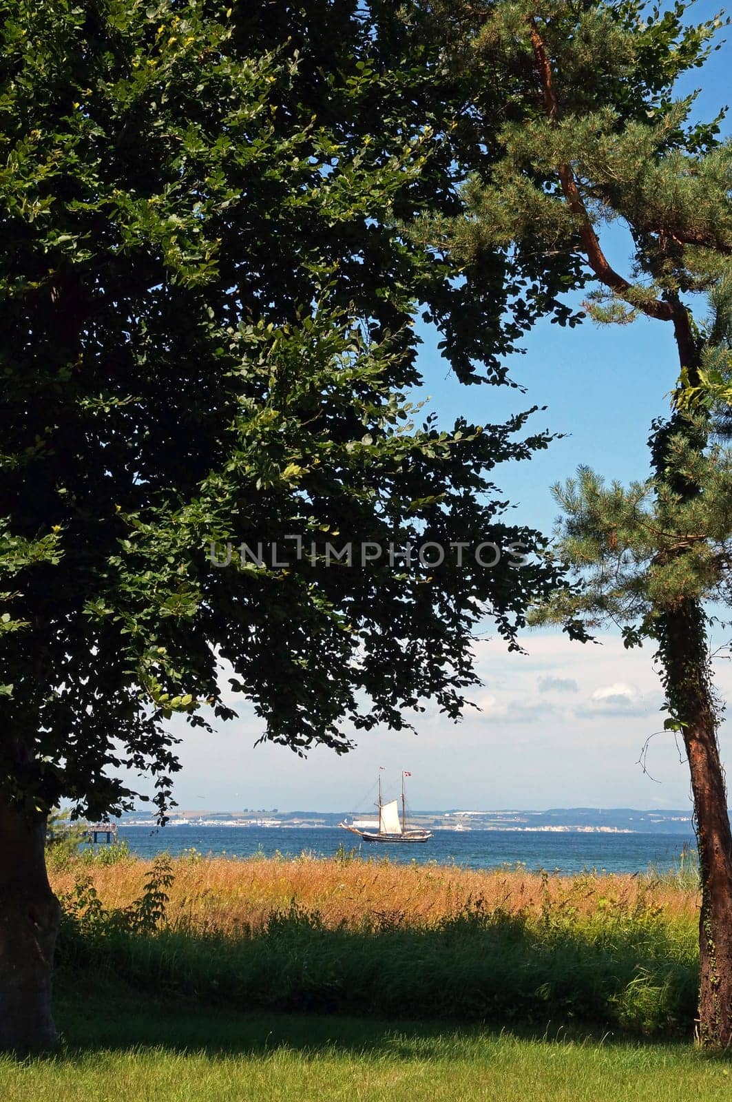 Ostseedüne / dune of baltic sea