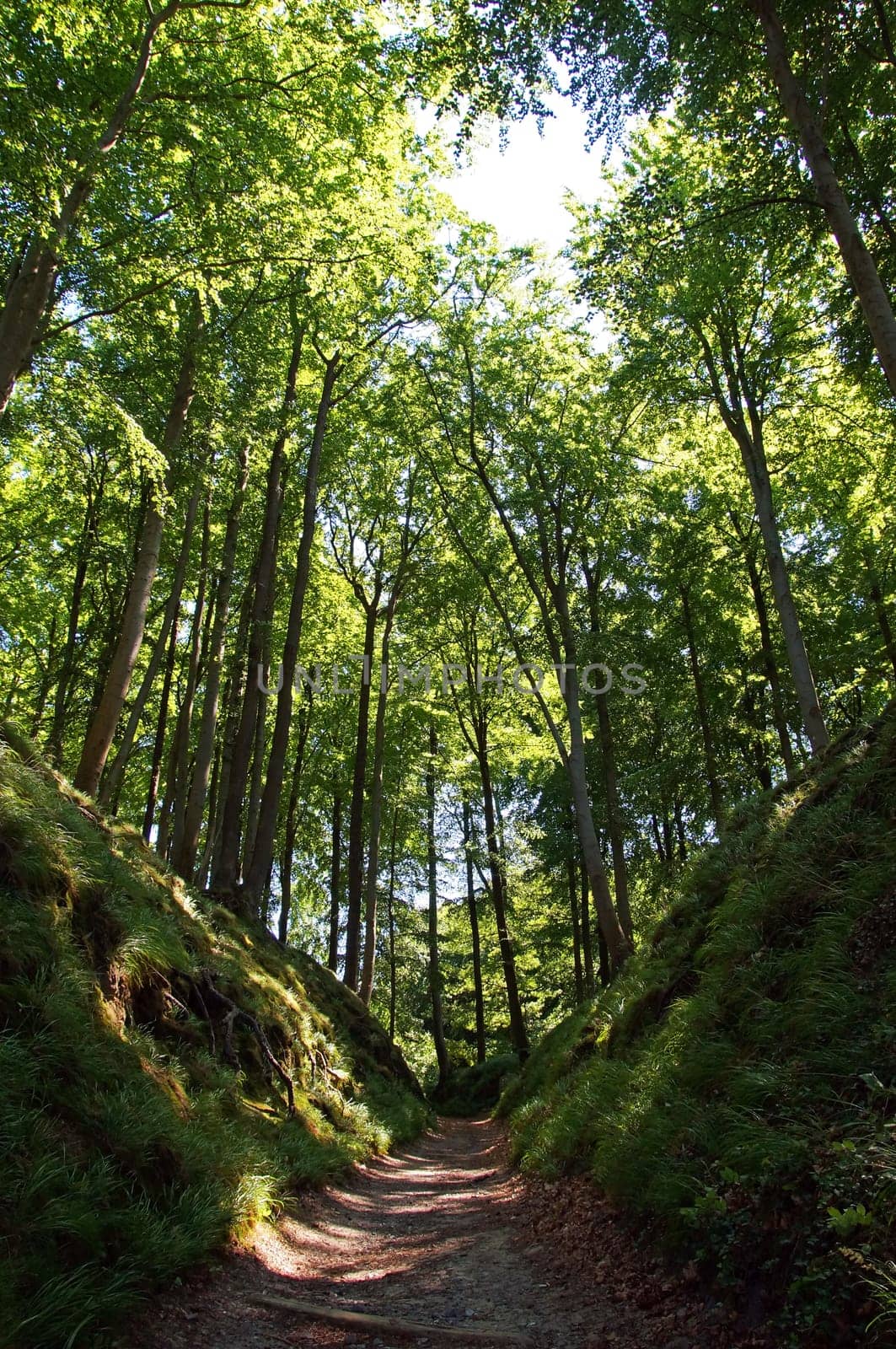 Buchenwald Rügen / beech forest Rugia Germany