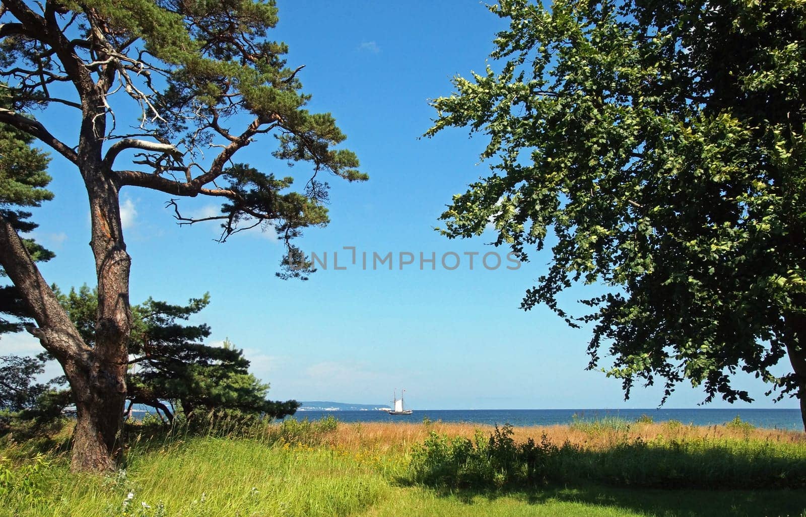 Ostseedüne / dune of baltic sea