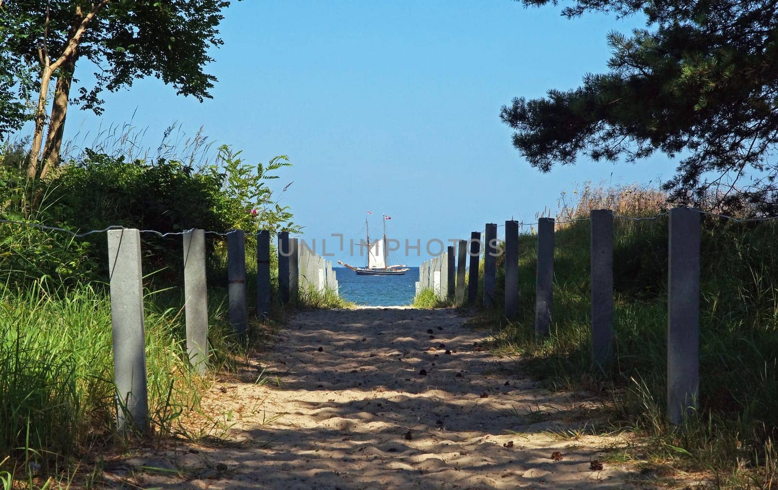 Ostseedüne / dune of baltic sea