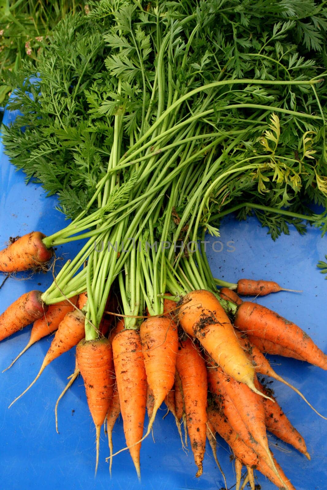Garden carrots pulled from the garden on a blue chair