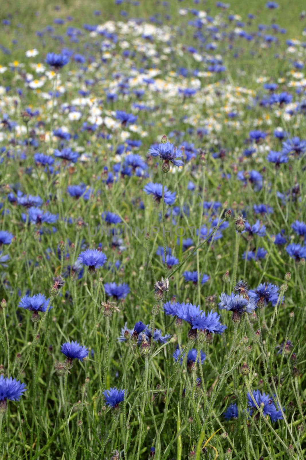 Cornflowers in a grain field