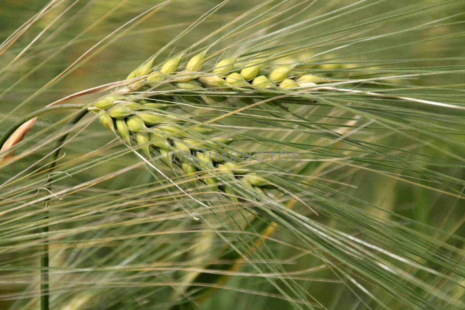 Barley