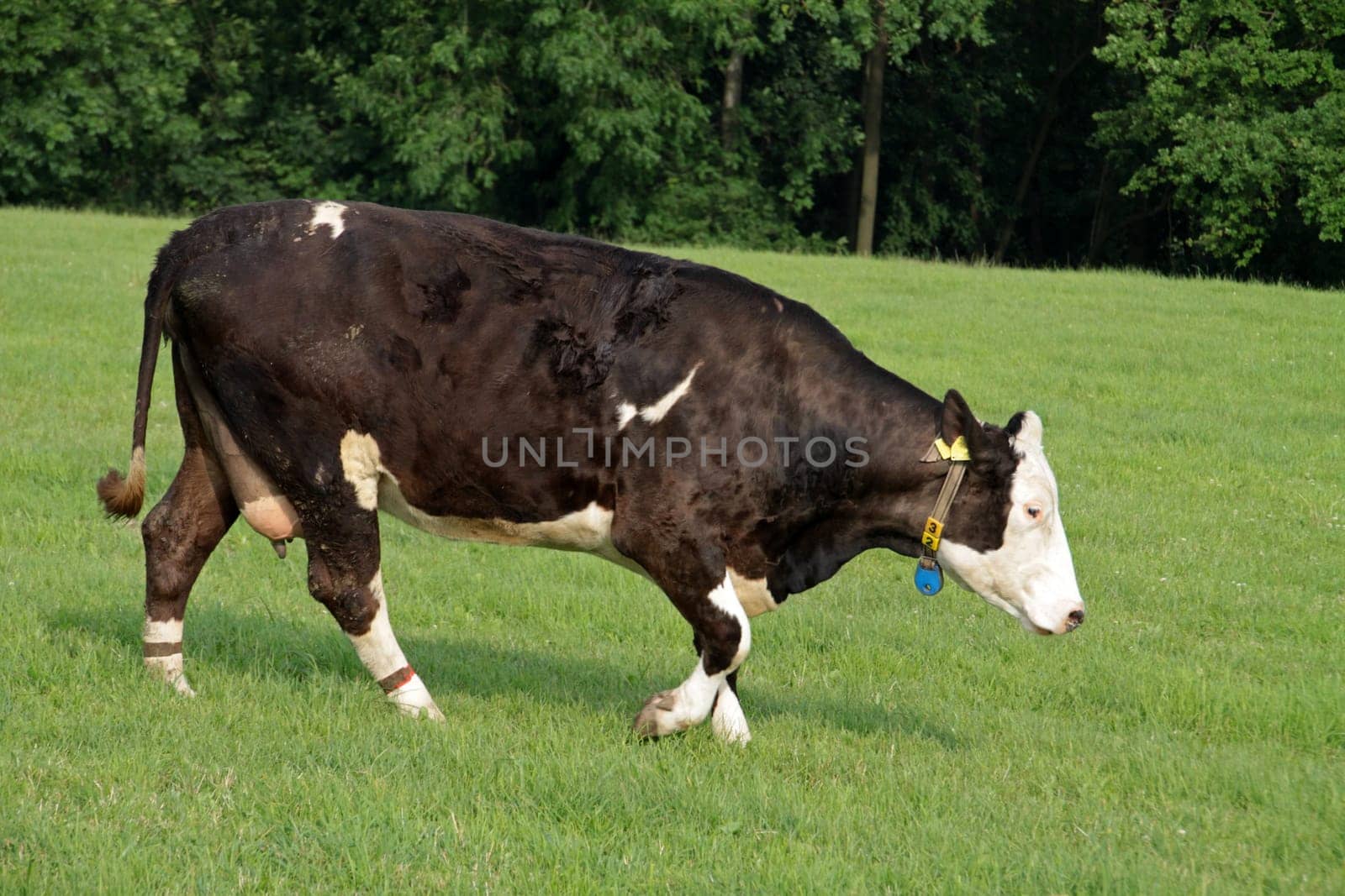 Simmental cattle