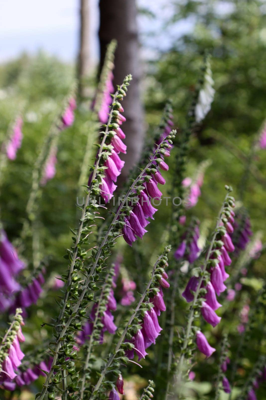 Red foxglove