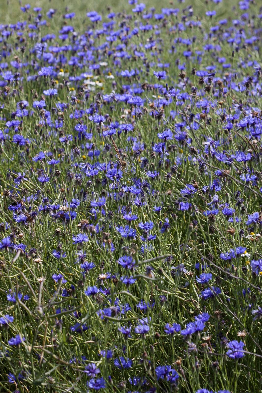 Cornflowers