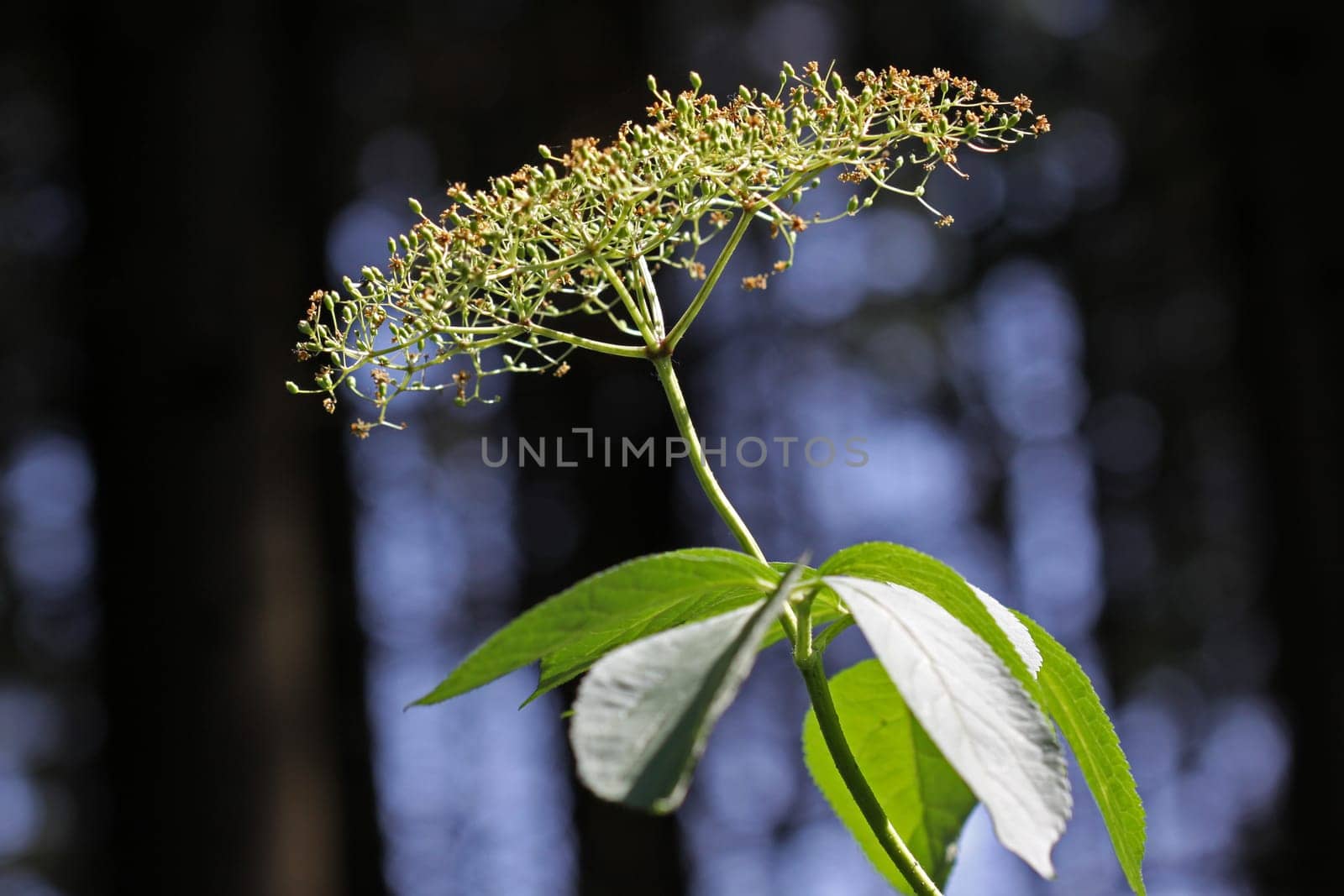 Faded elderberry umbel