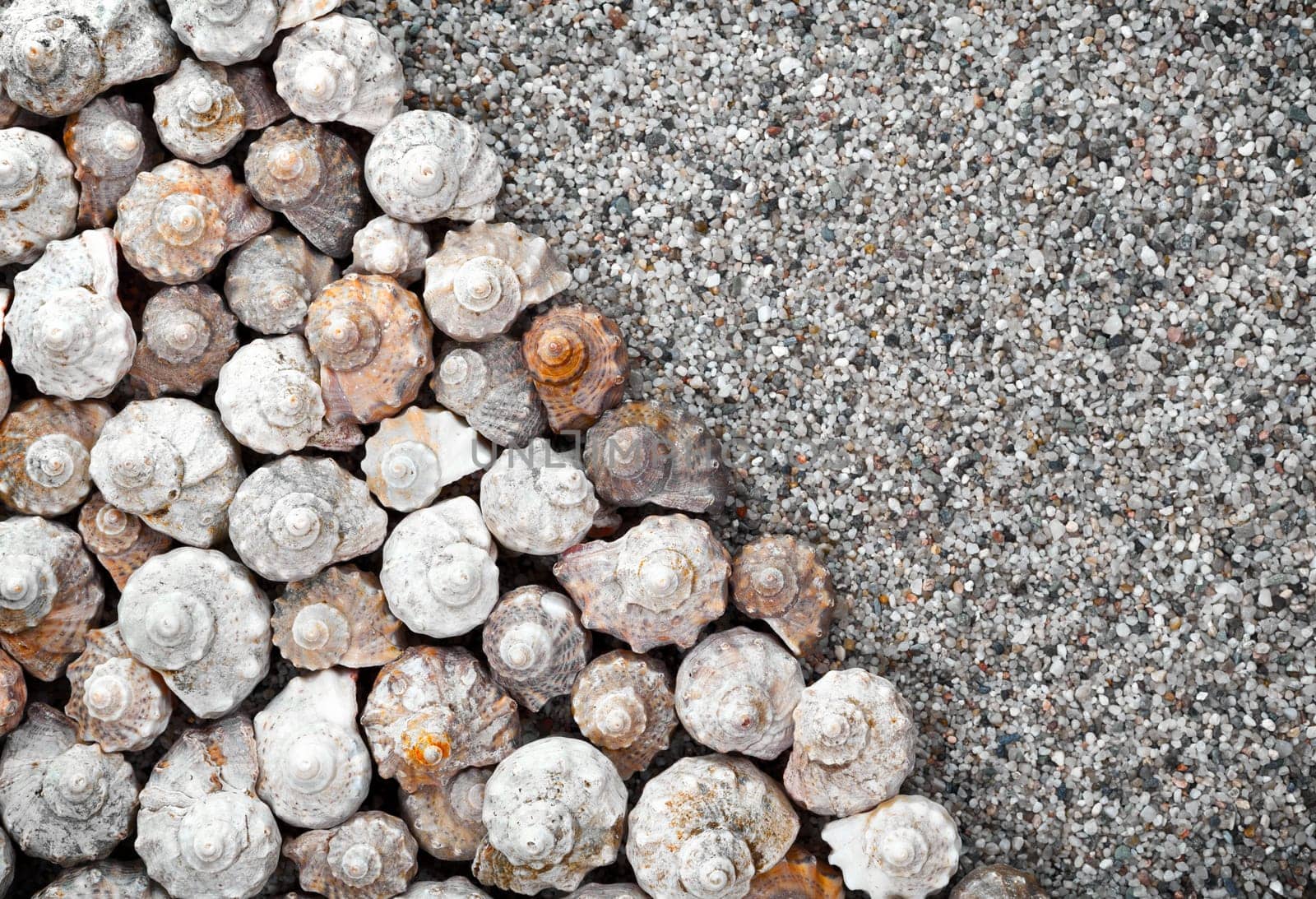 Shells with copy space for background. Top view