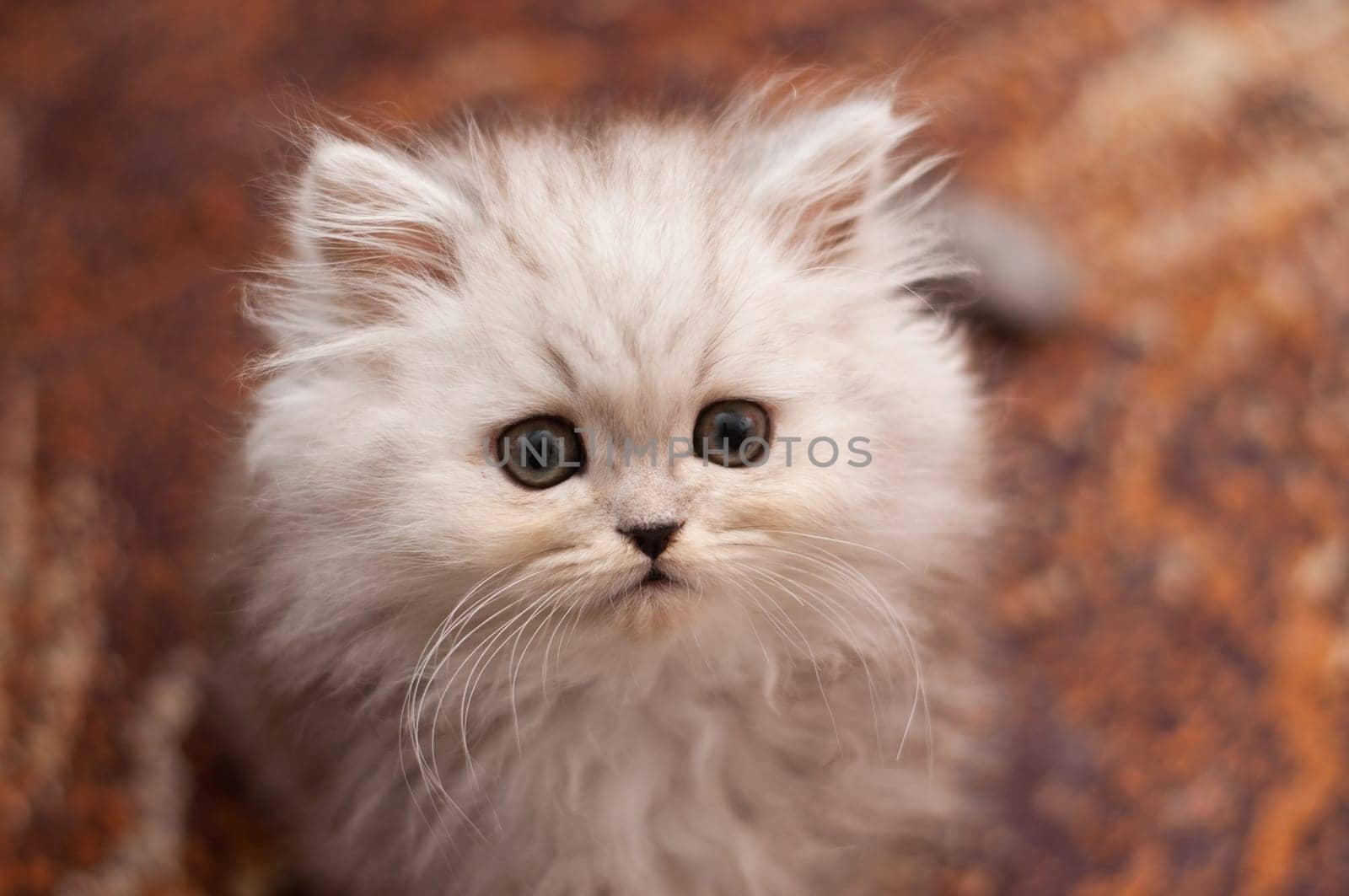 cute little persian kitten