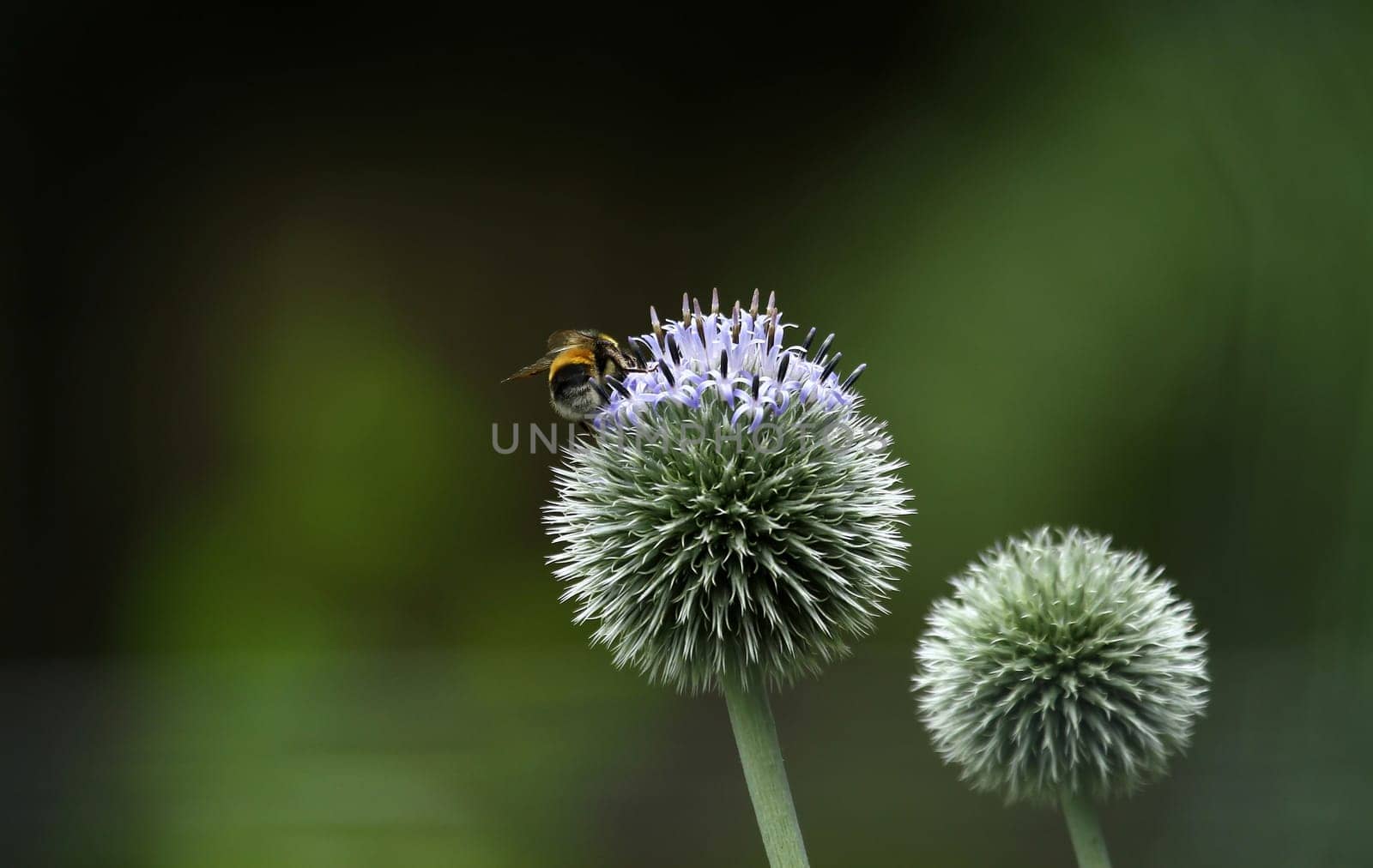 Ball thistle with visitor