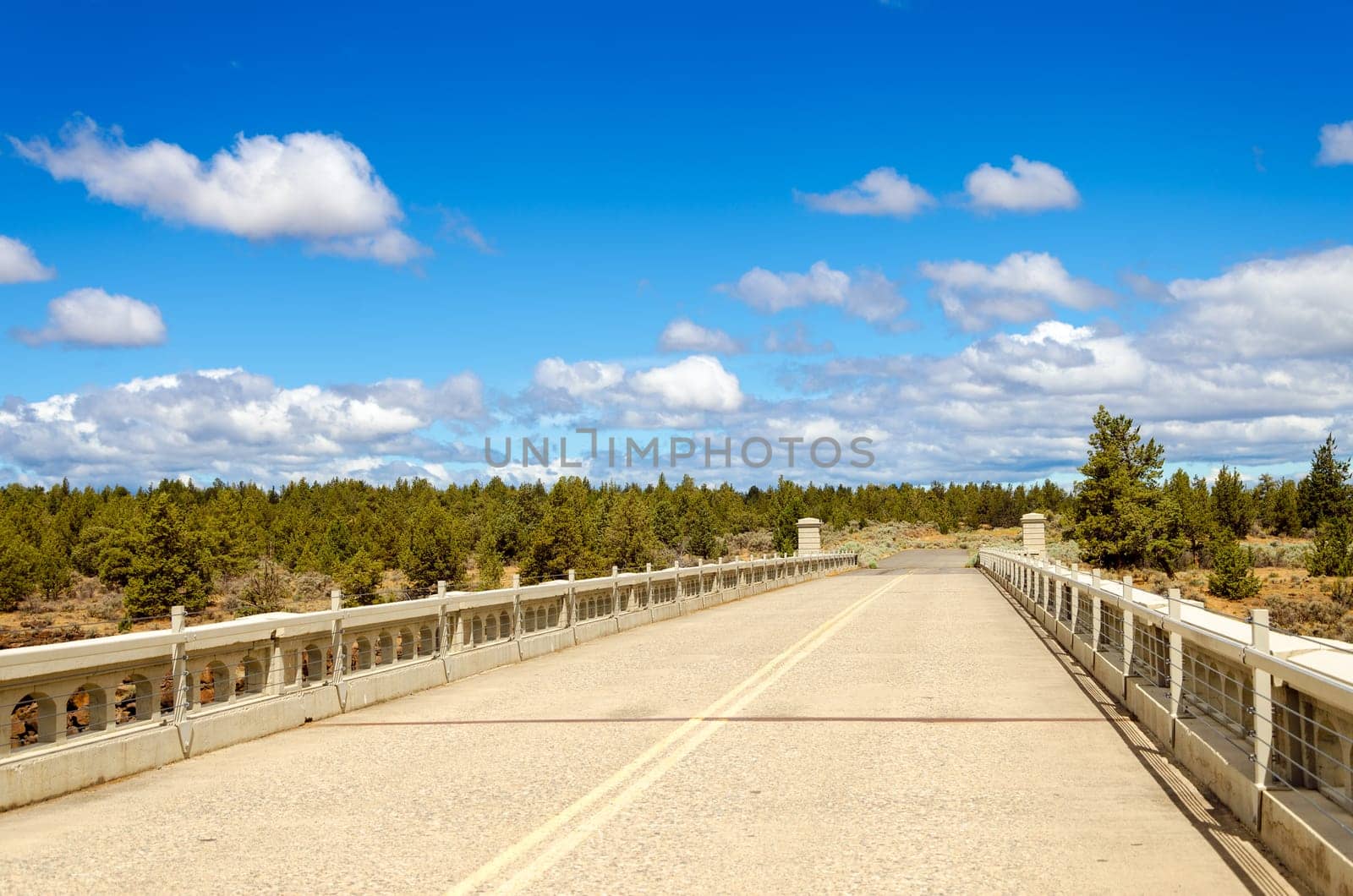 Abandoned old historic highway disappearing into pine trees