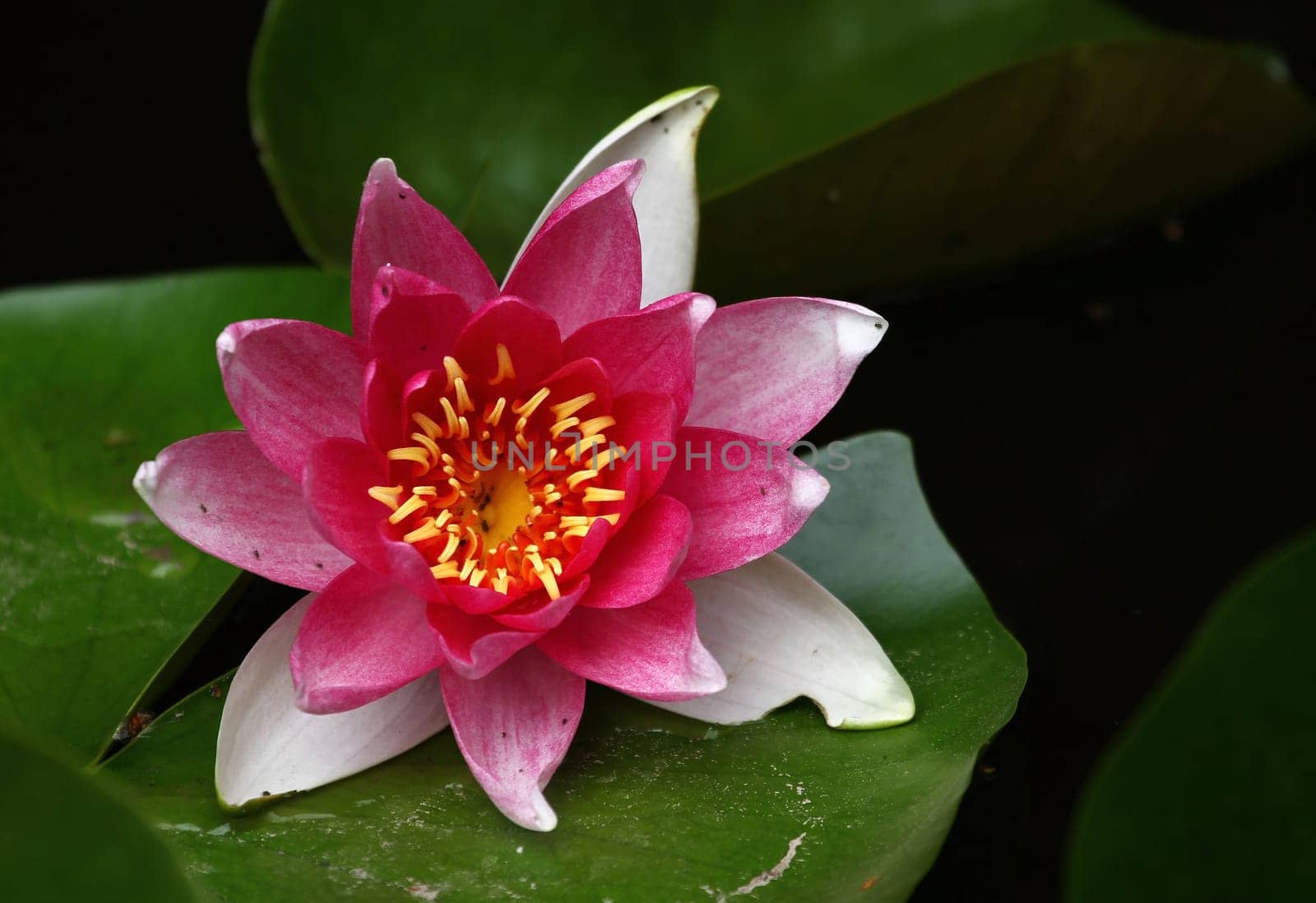 Water lily