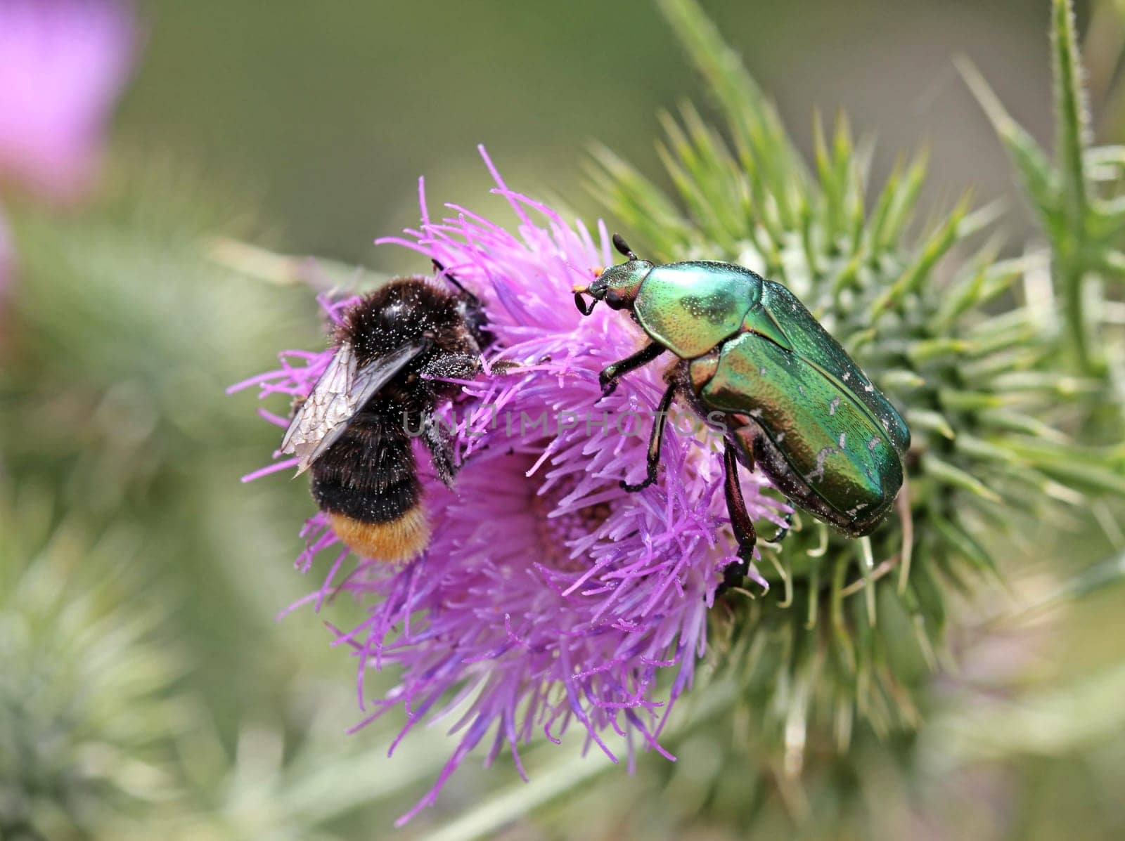 Rose beetle and stone bumblebee on thistle