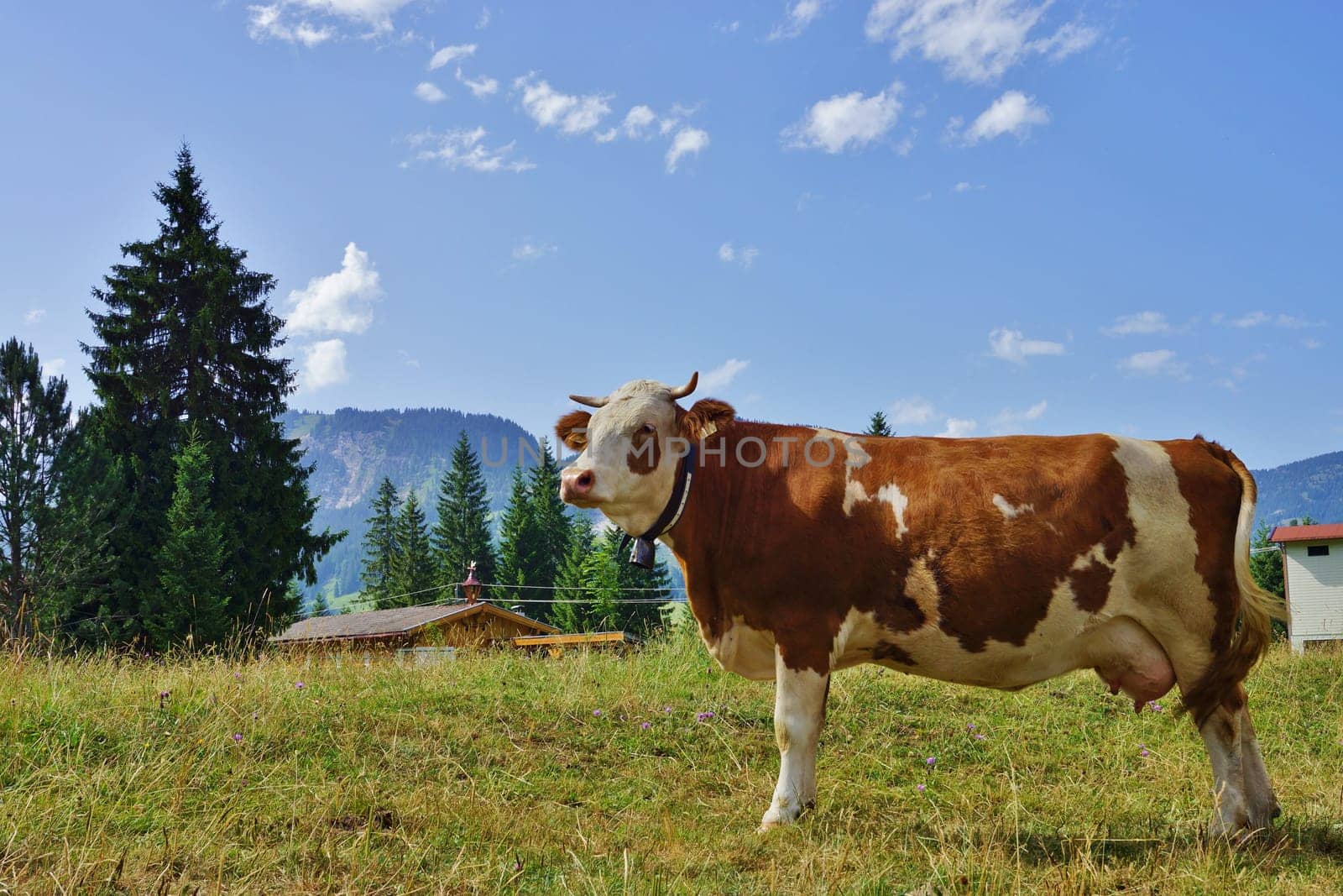 Dairy cow on an alpine pasture