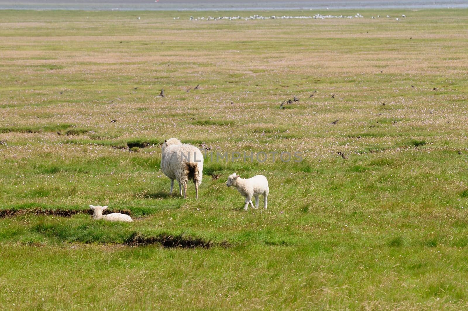 Dune sheep