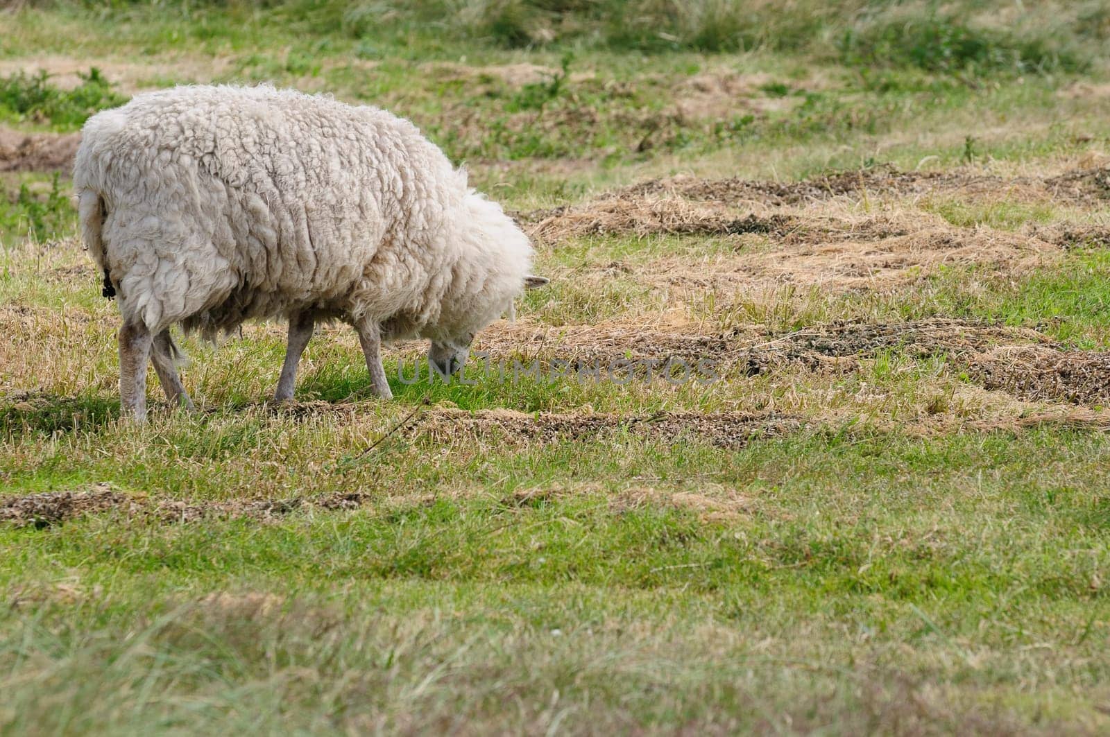 Dune sheep