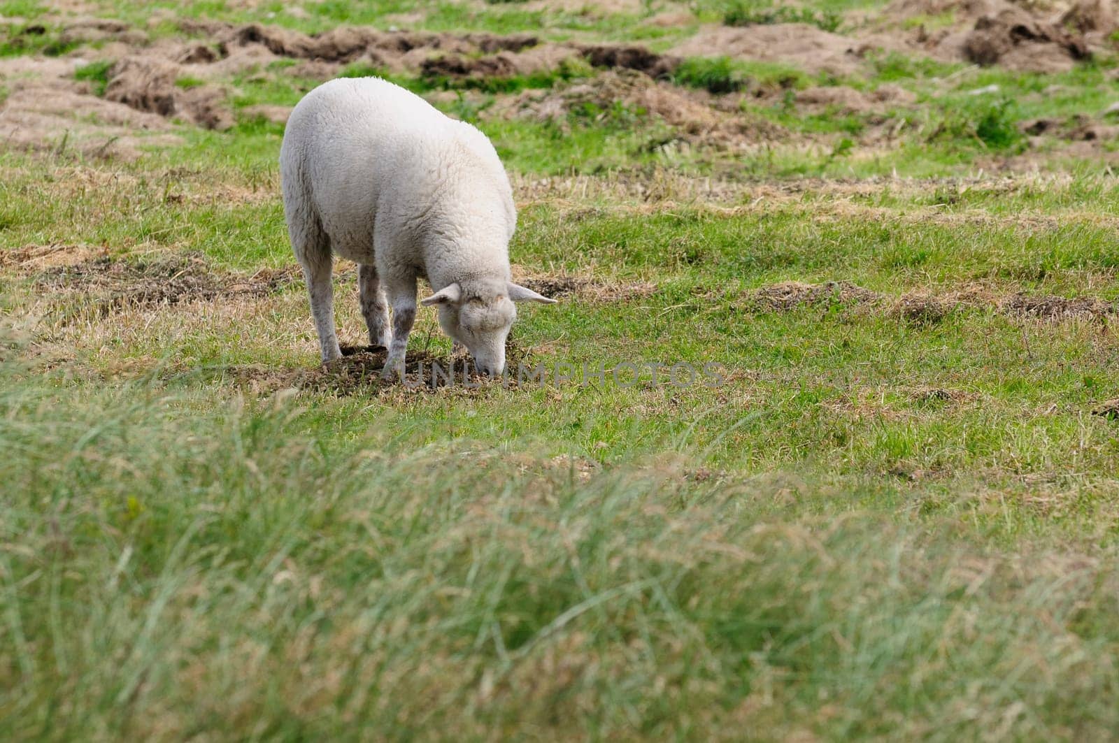 Dune sheep