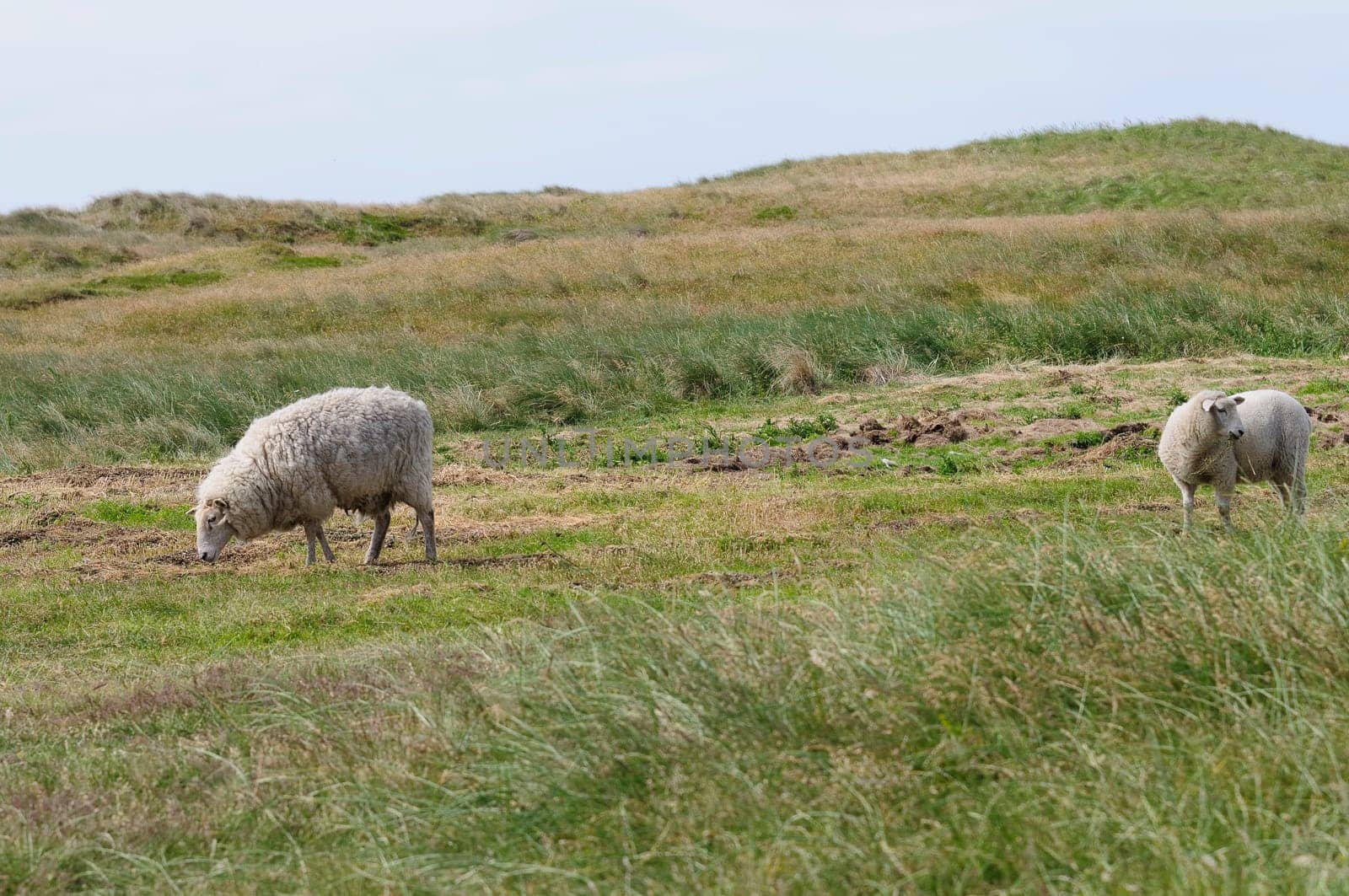 Dune sheep