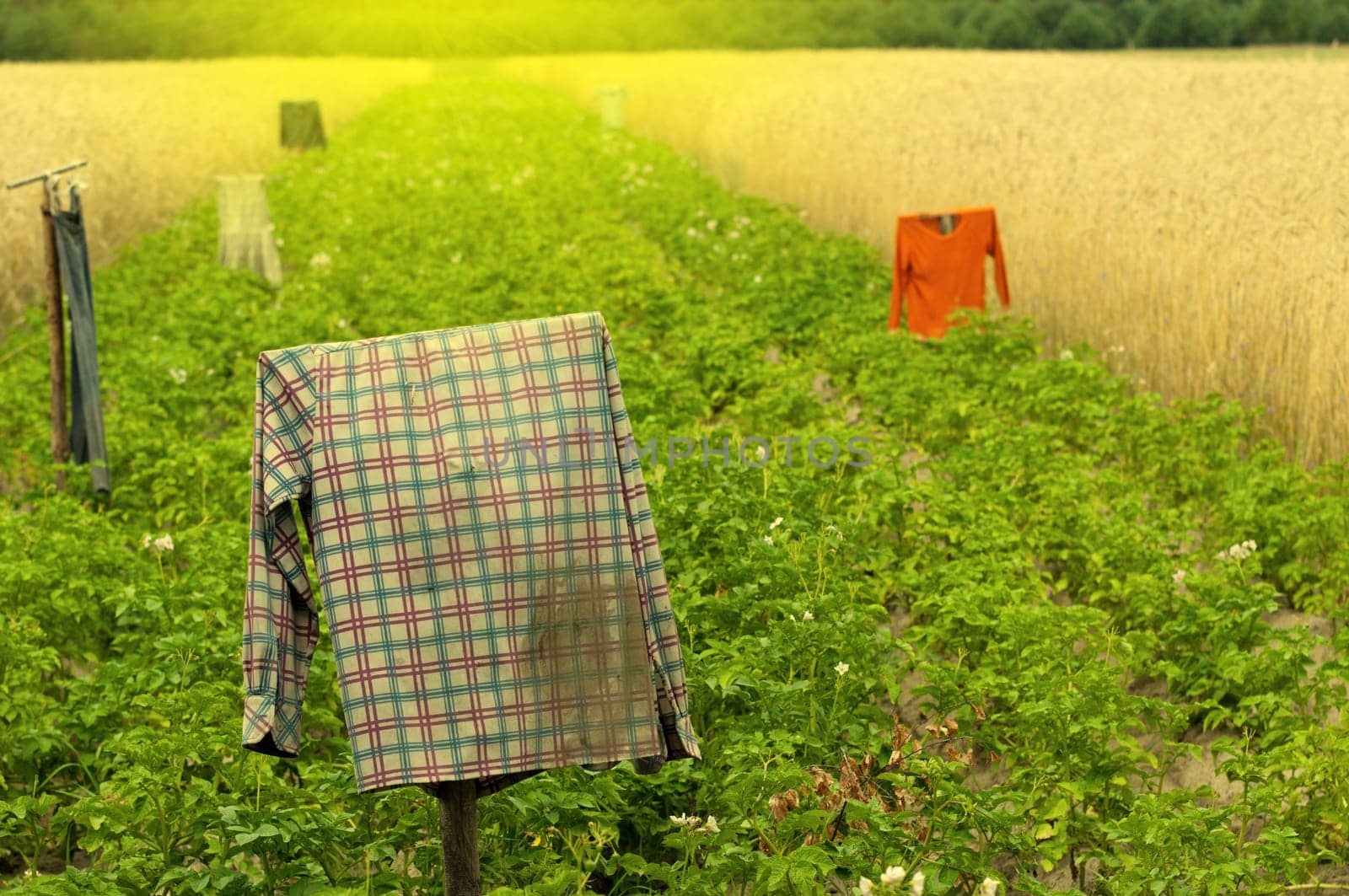 the scarecrow