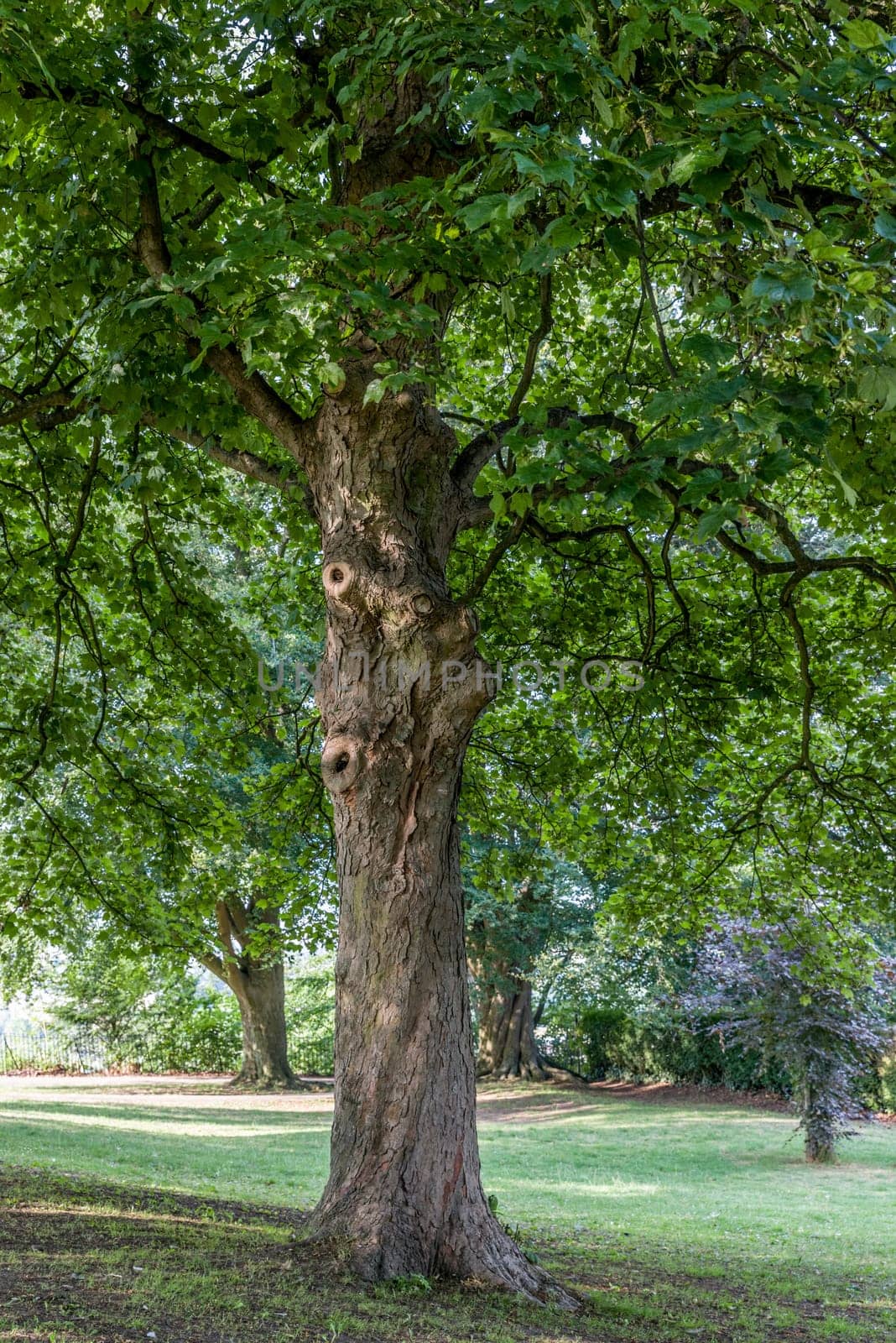 Tree in the park