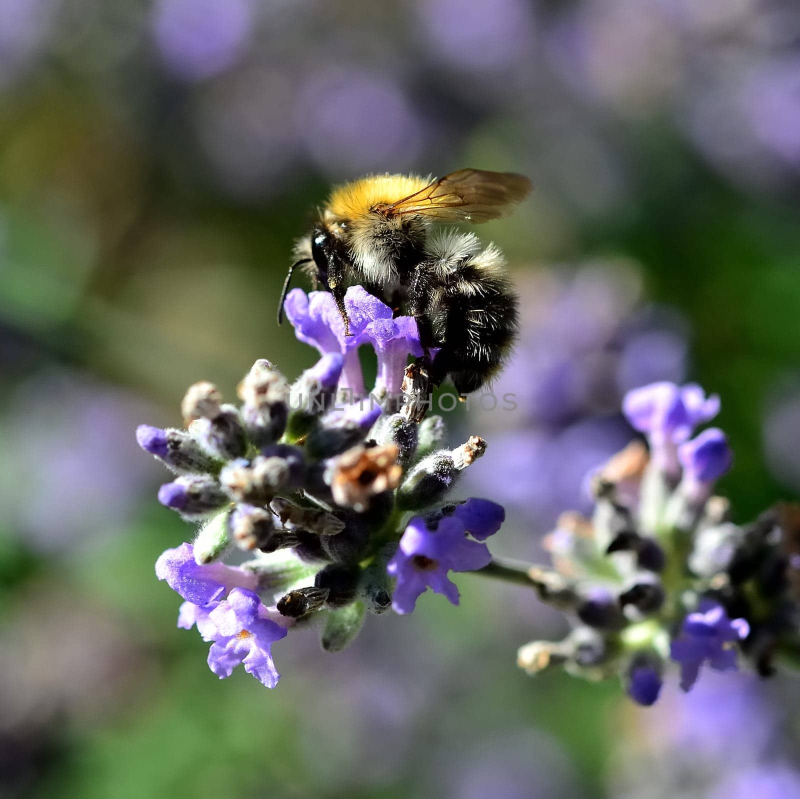 Bumblebee on lavender