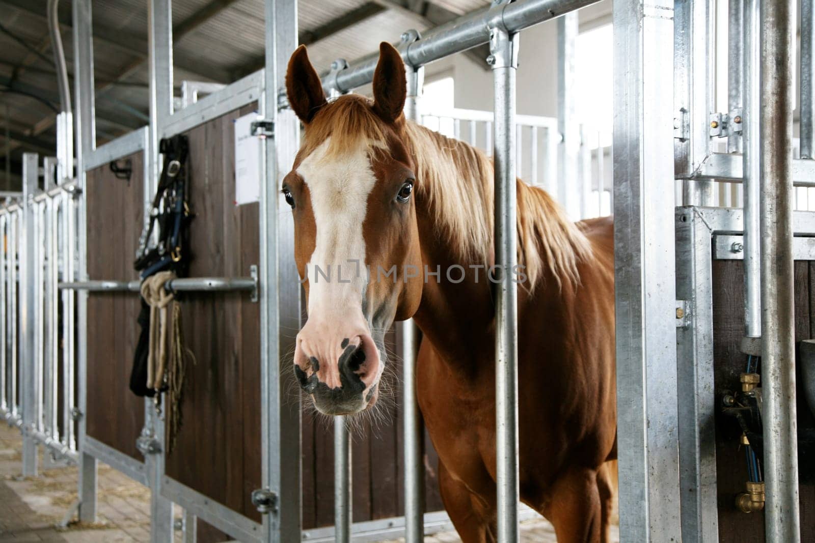 Horse in the stable