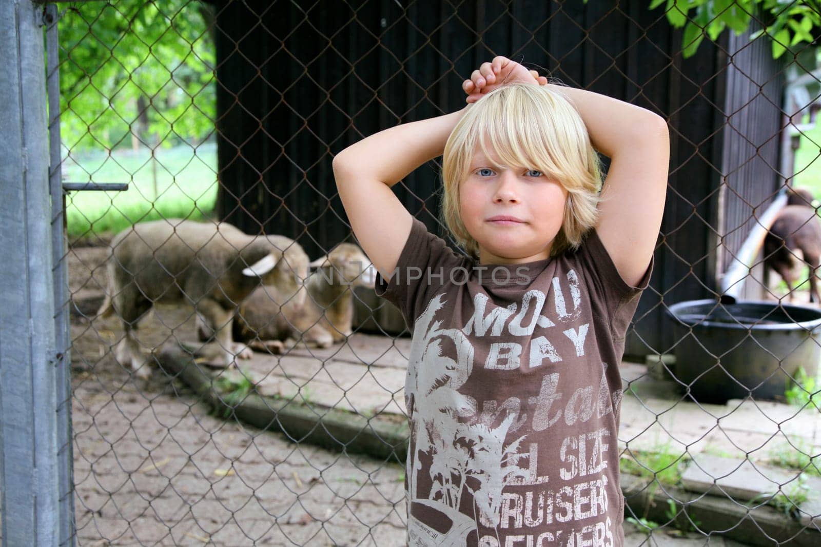 Young with sheep