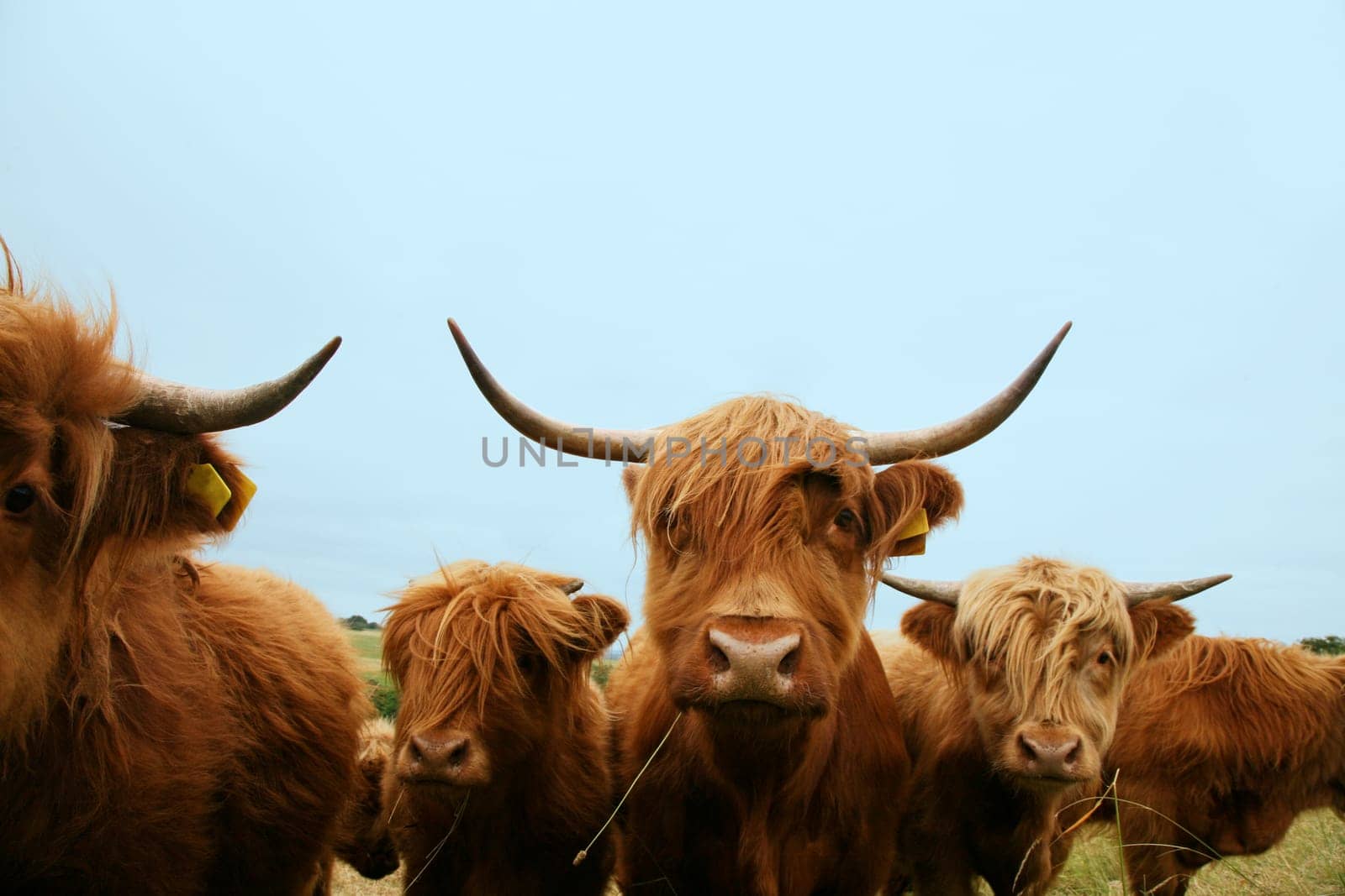 Galloways in the pasture