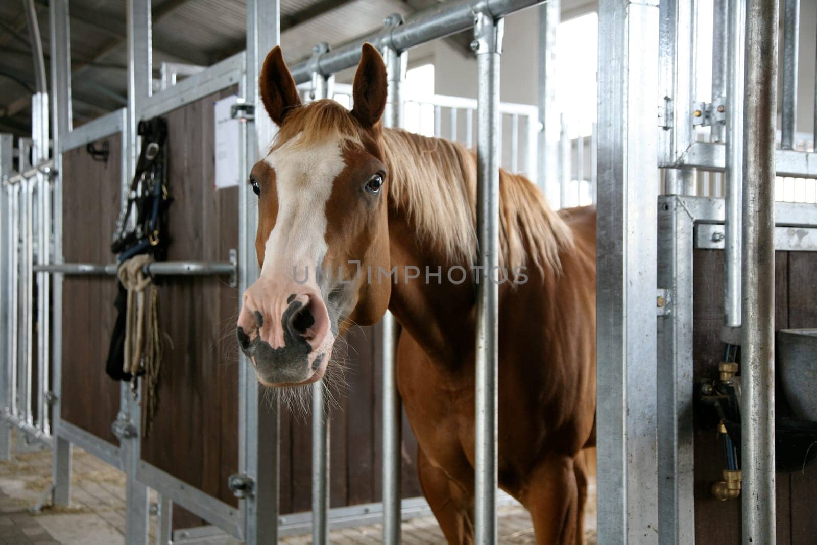 Horse in the stable