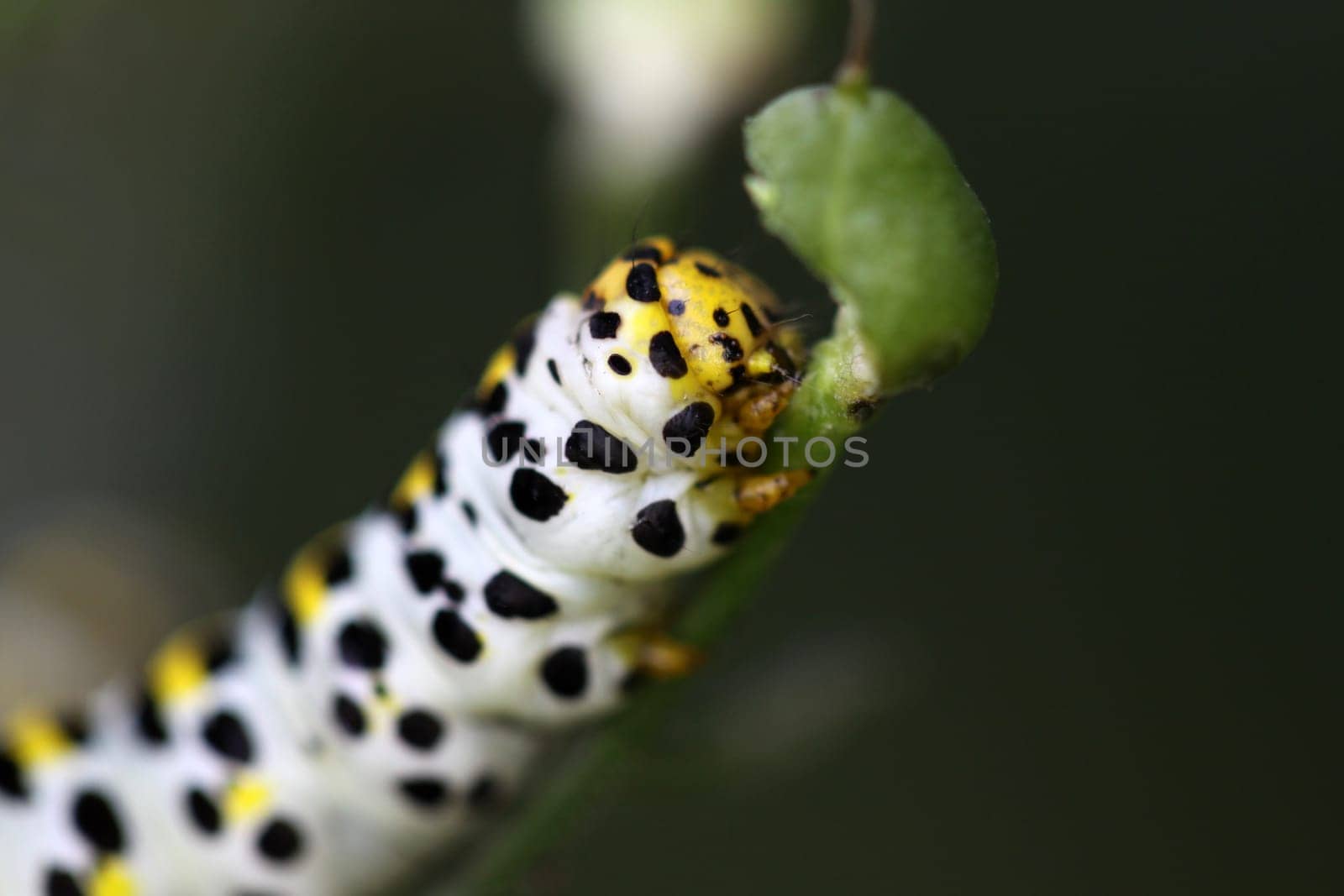 Brownroot monk (caterpillar)