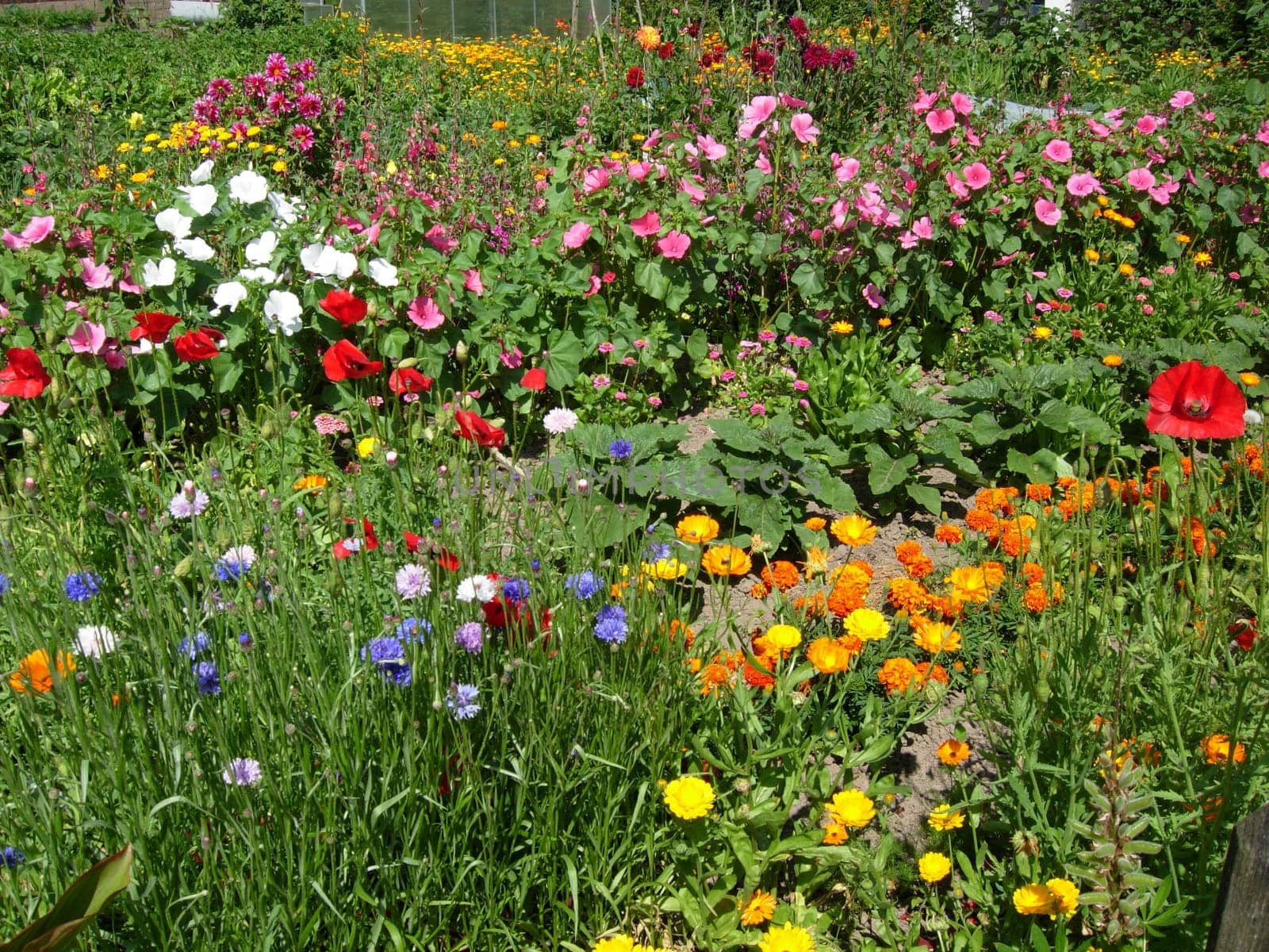 Flower garden in Alverdissen