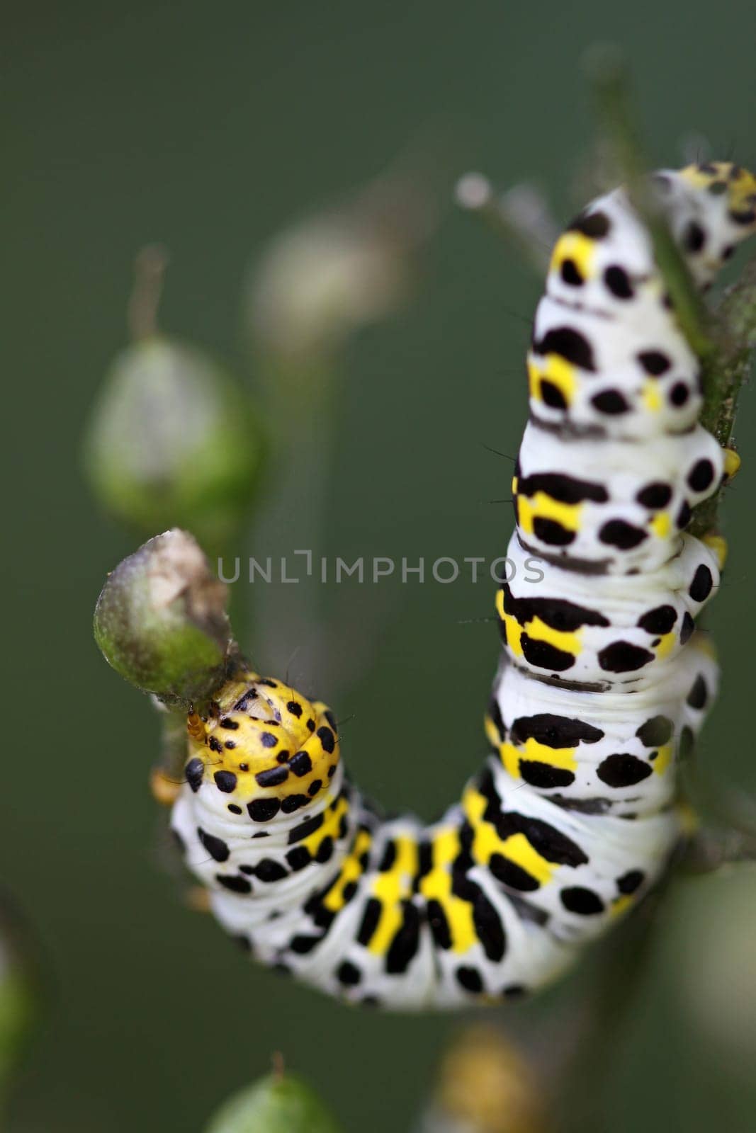 Brownroot monk (caterpillar)