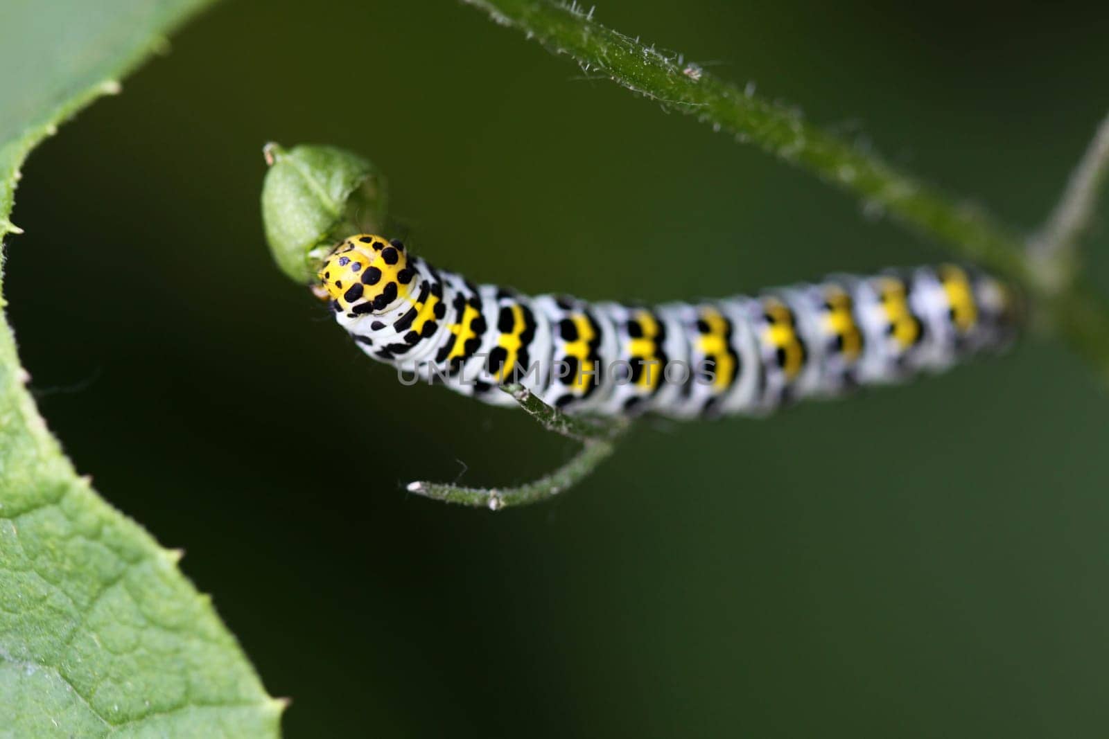 Brownroot monk (caterpillar)