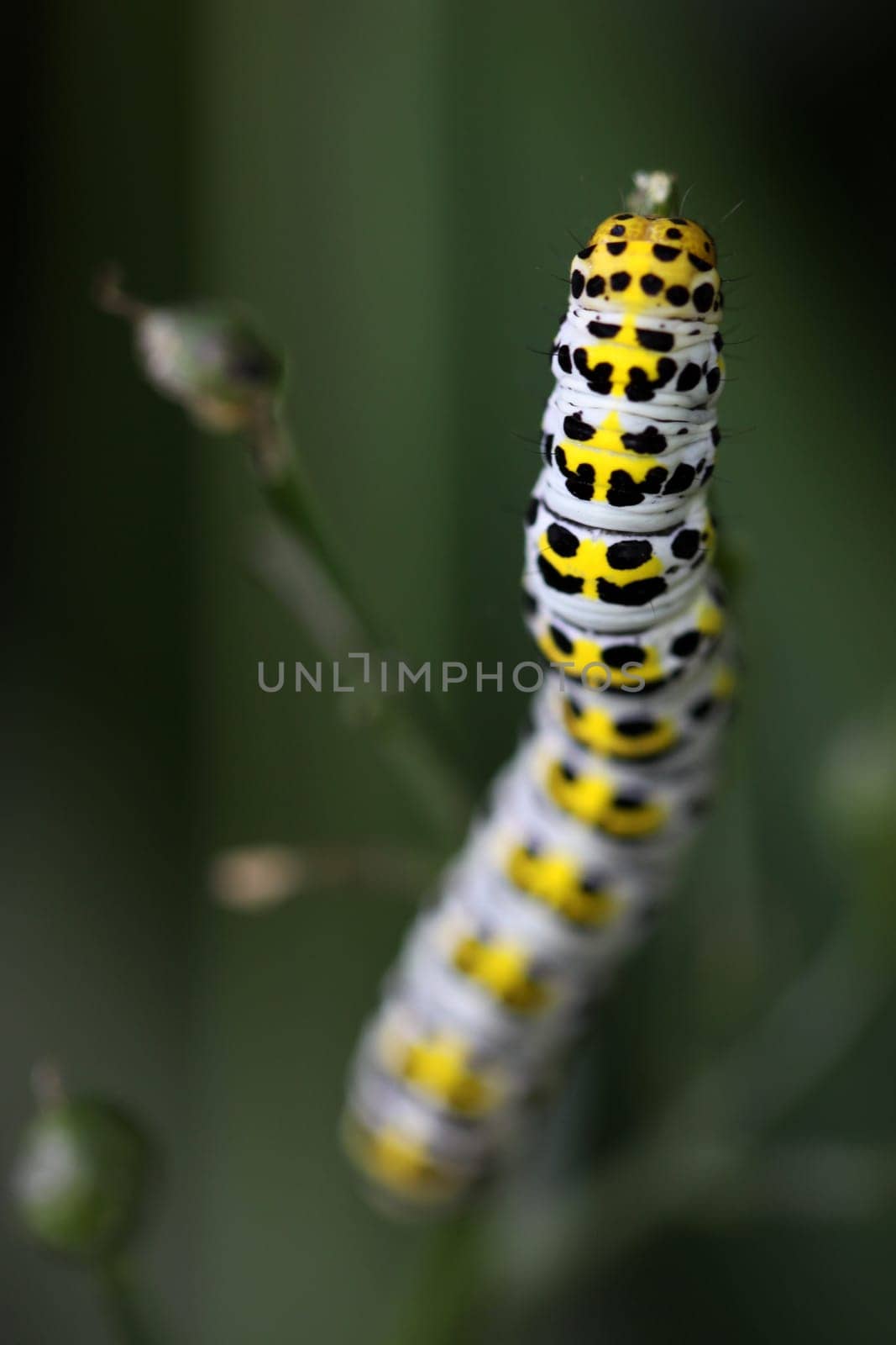 Brownroot monk (caterpillar)