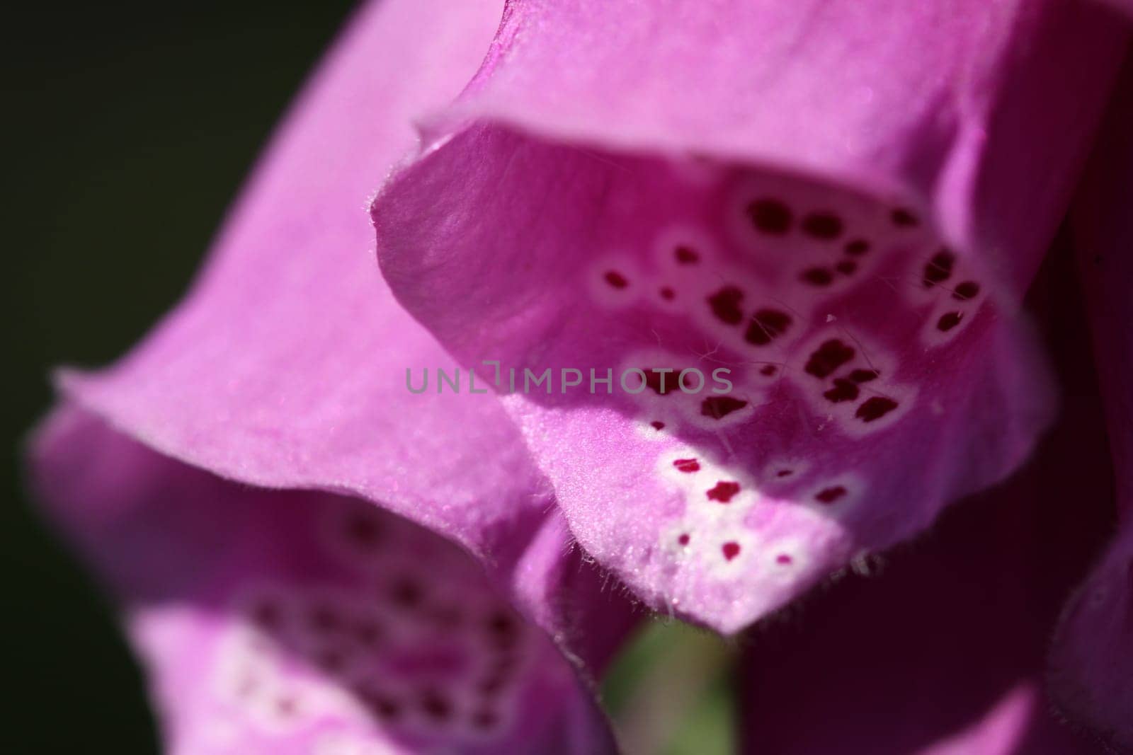 Red foxglove