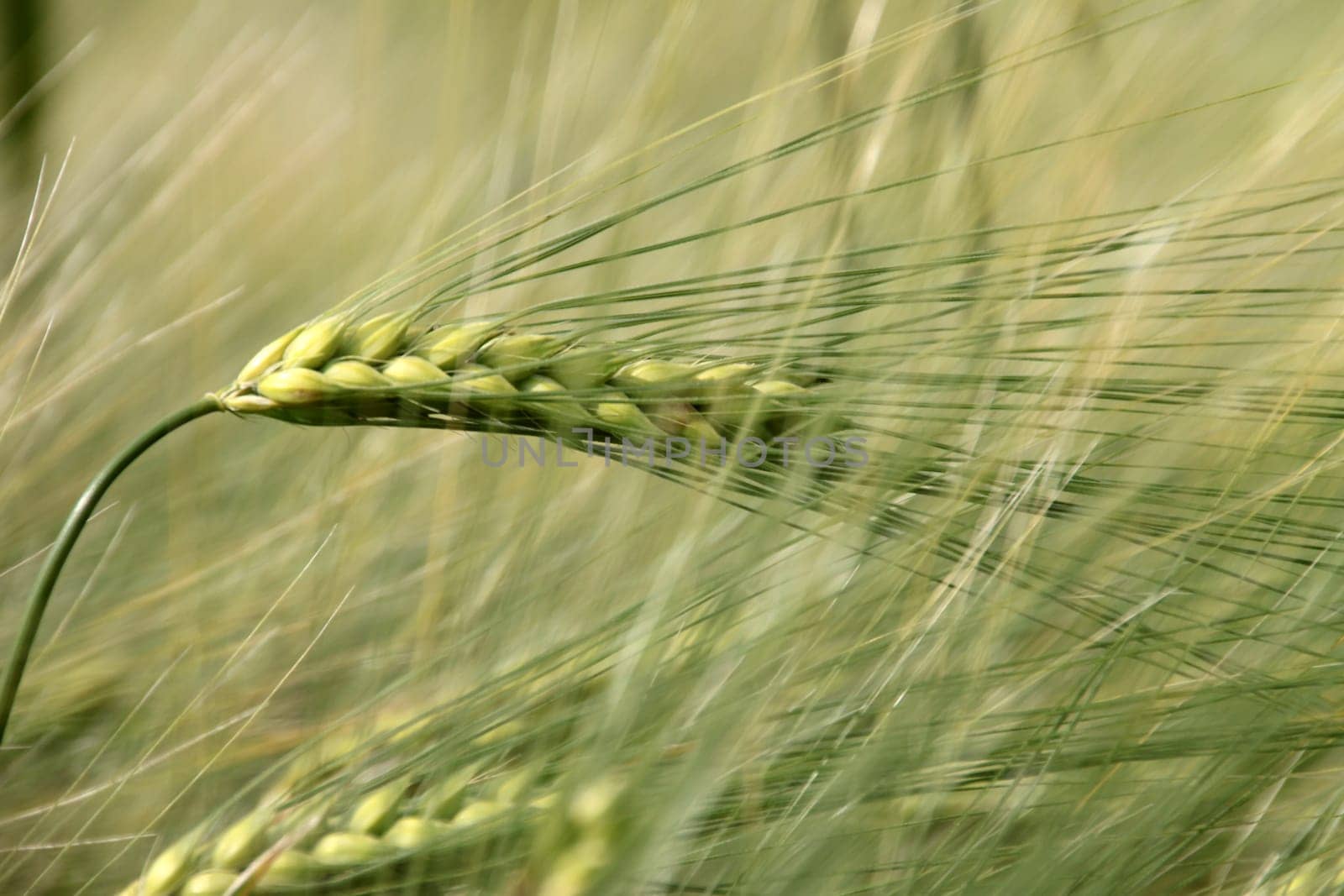 Barley