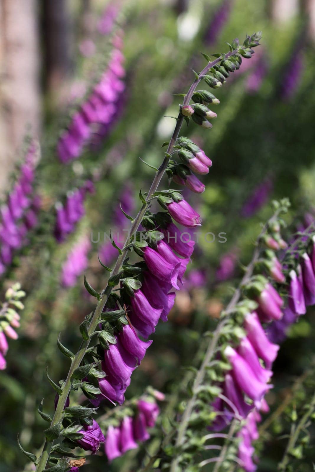 Red foxglove