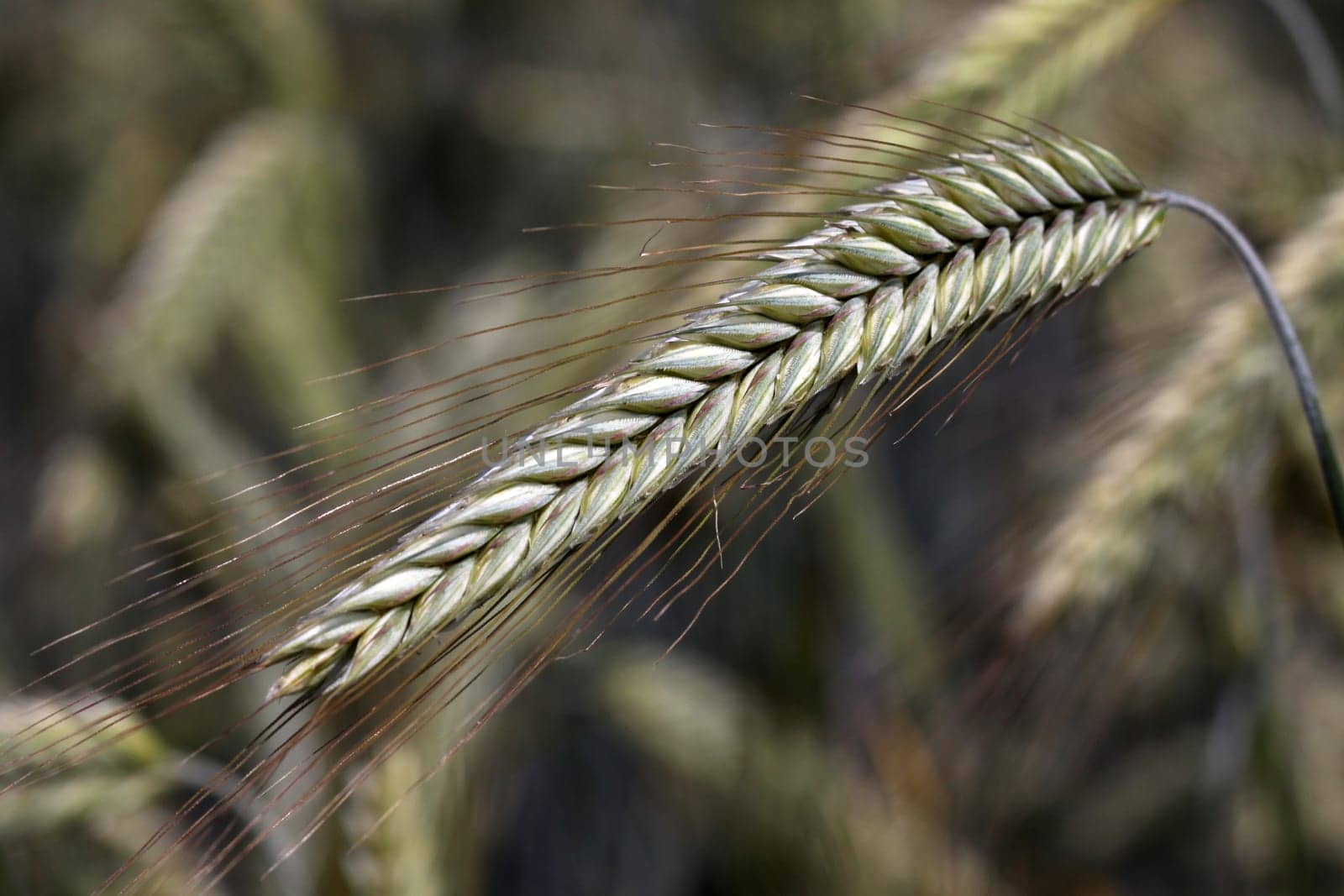 Triticale