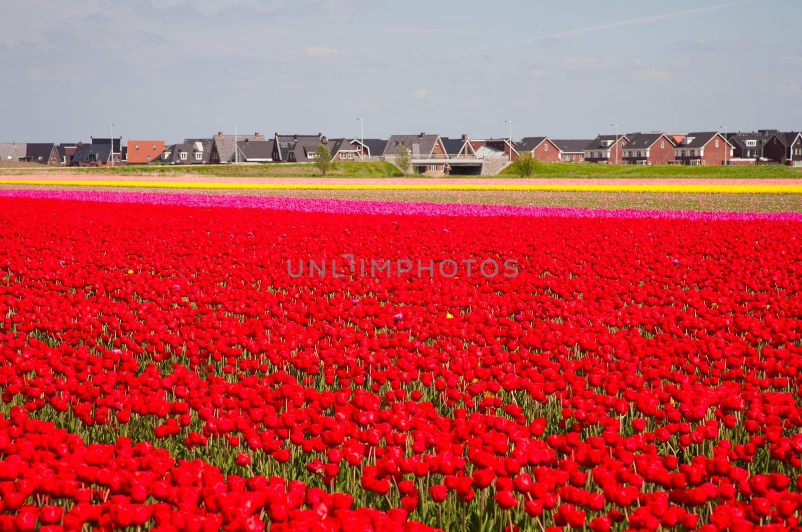 Red tulip field with residential housing in the background.
