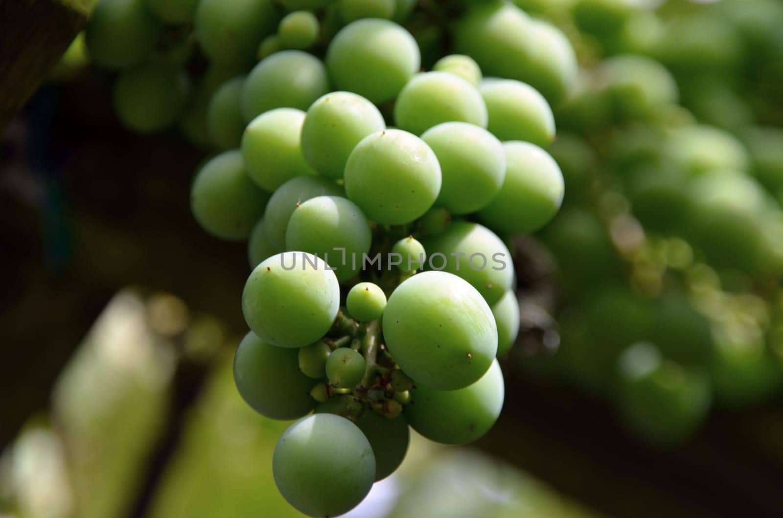 unripe grapes