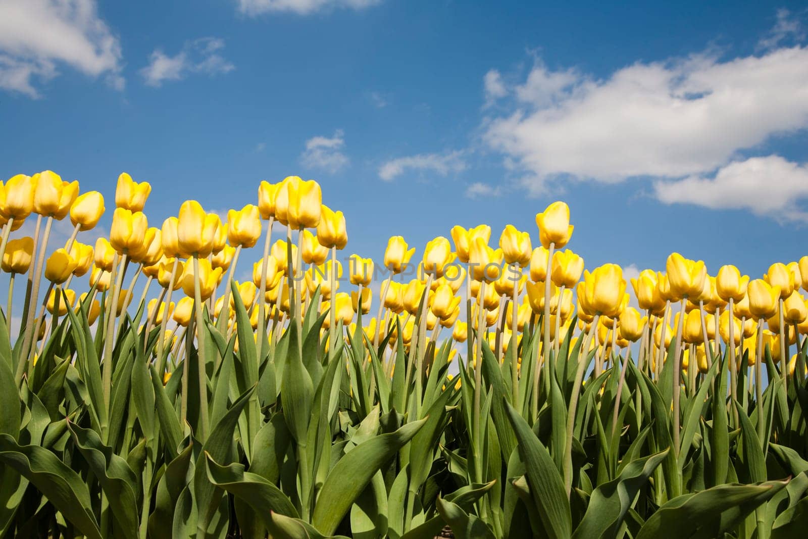 Yellow tulip field in the Netherlands.
