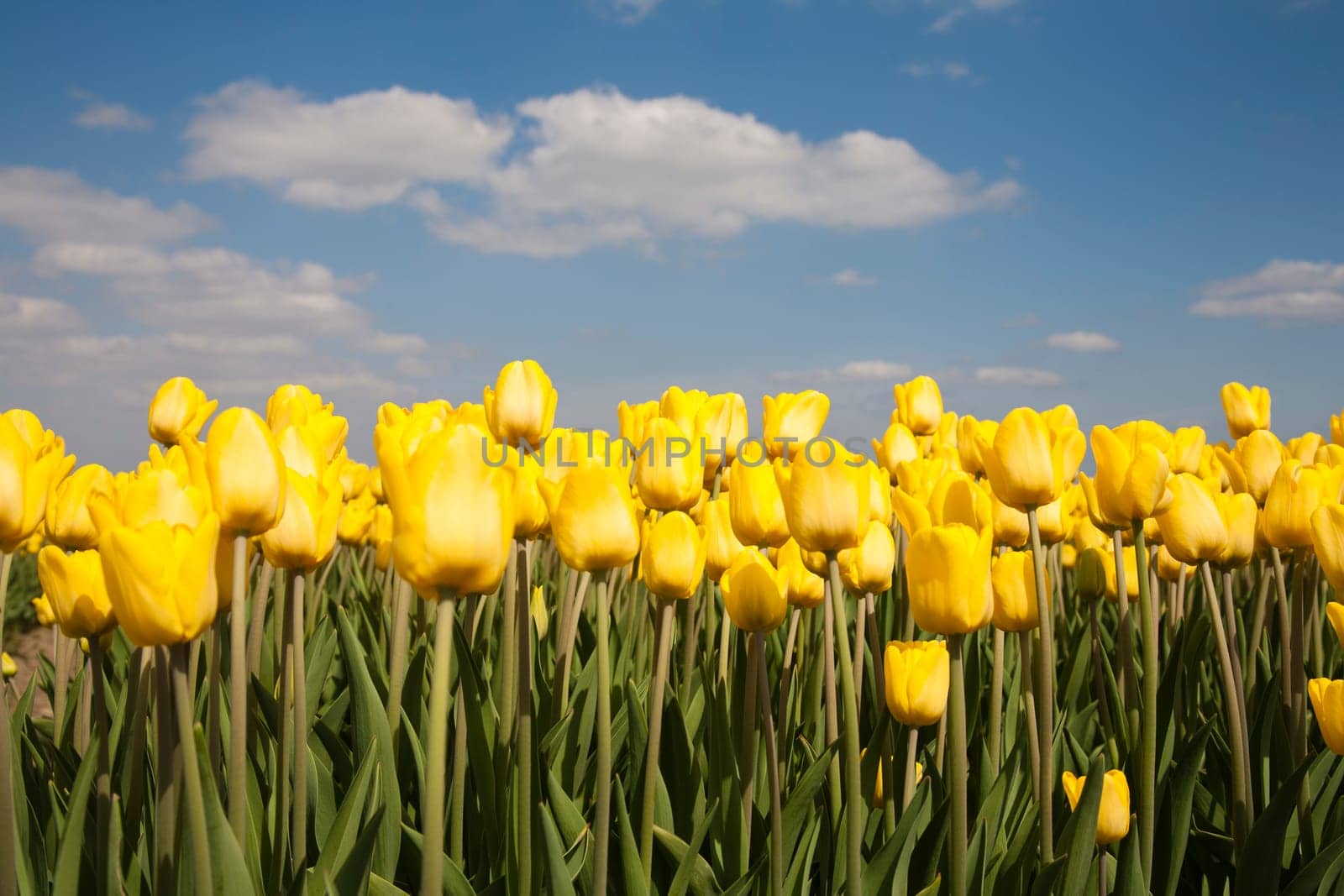 Yellow tulip field in the Netherlands.