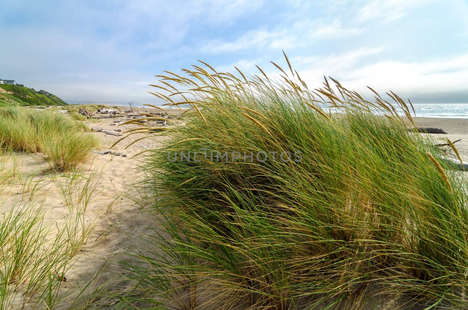 Wind blowing through grass at the Oregon coast