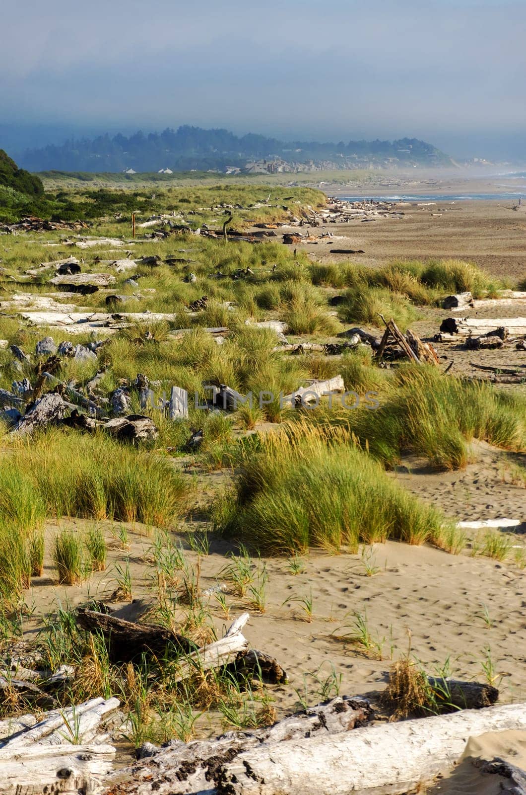 View of the Oregon coast at Lincoln City with grass and driftwood