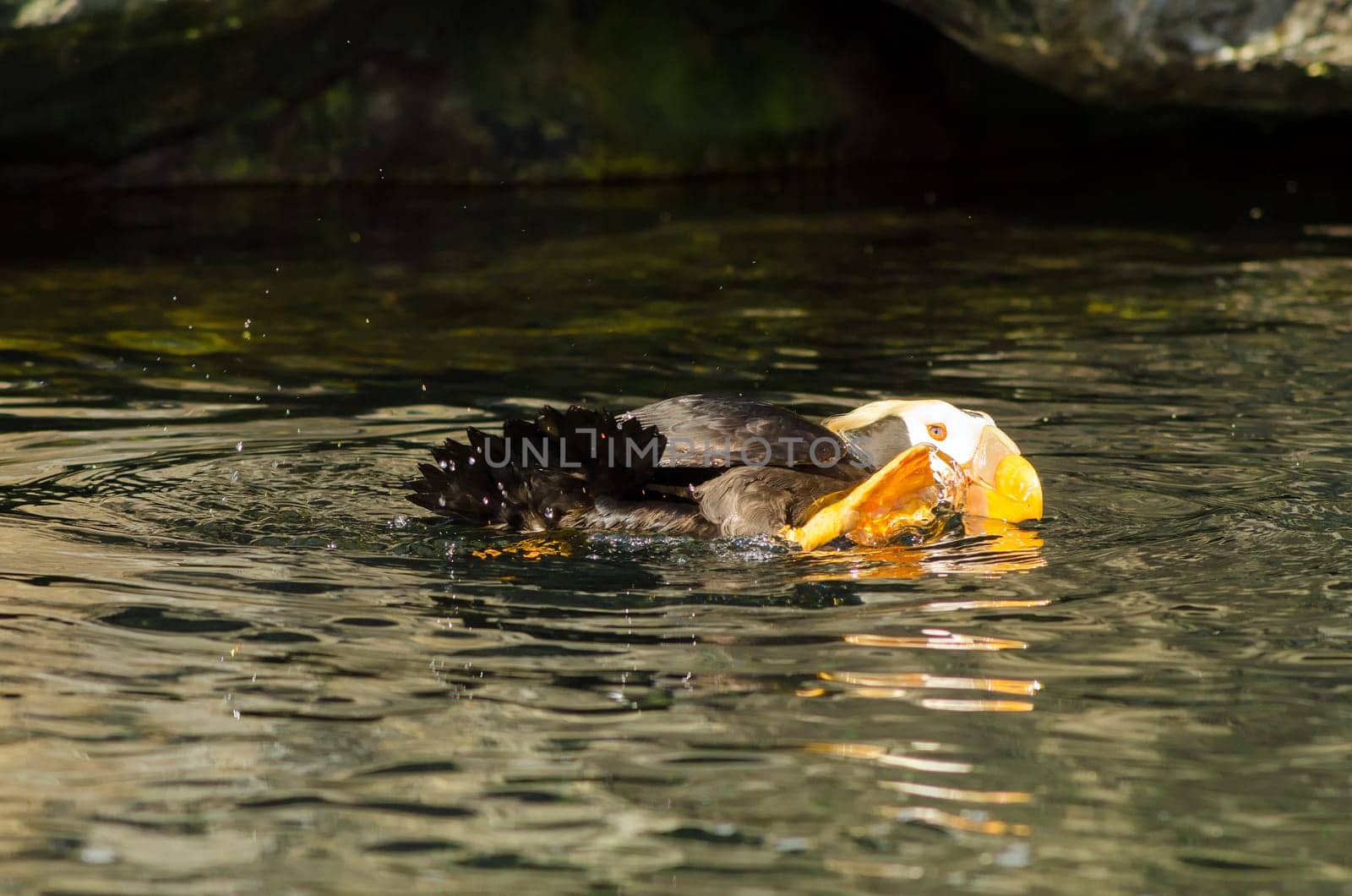 A Tufted Puffin bird splashing around in water