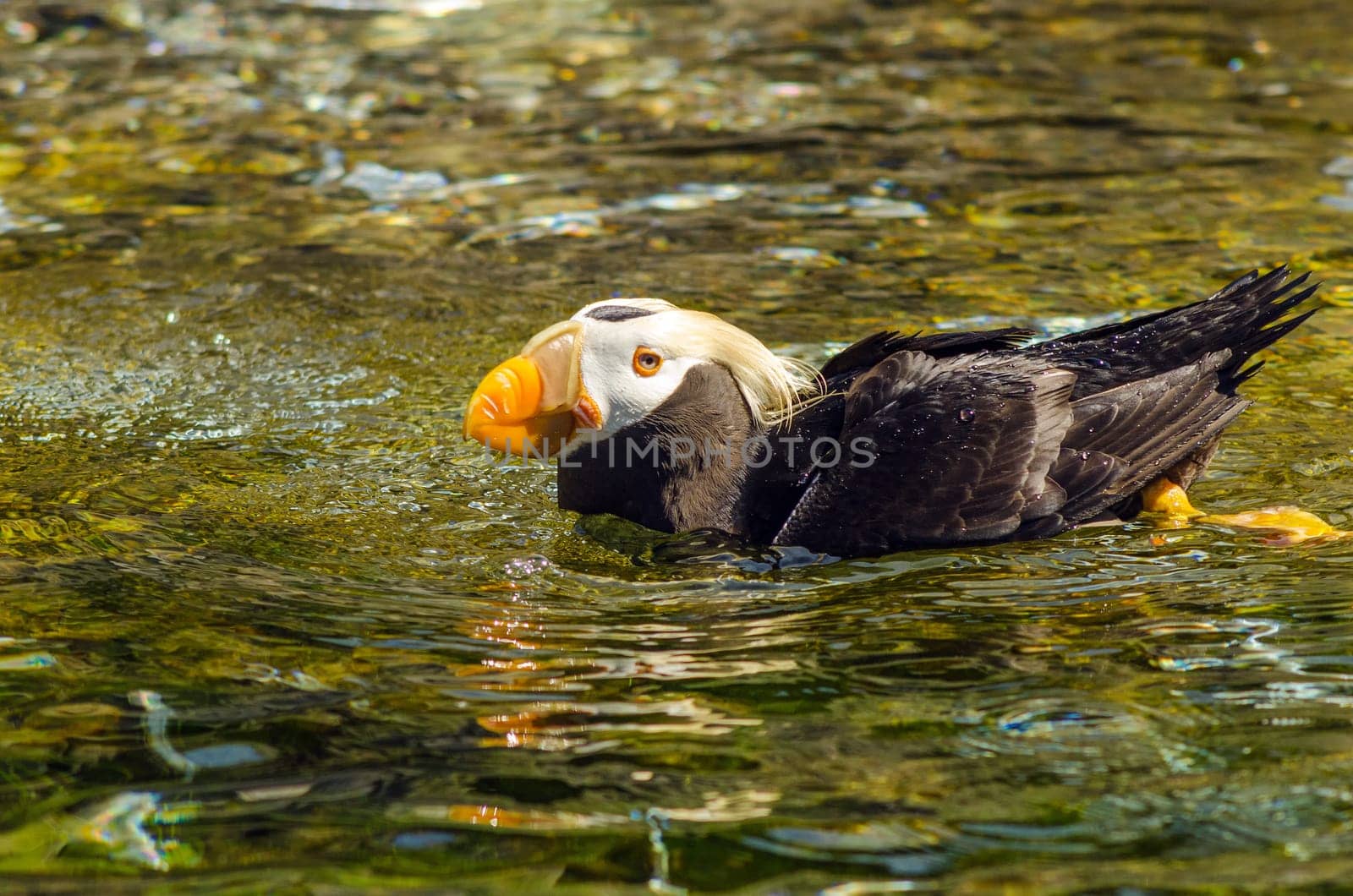 A tufted puffing swimming in water